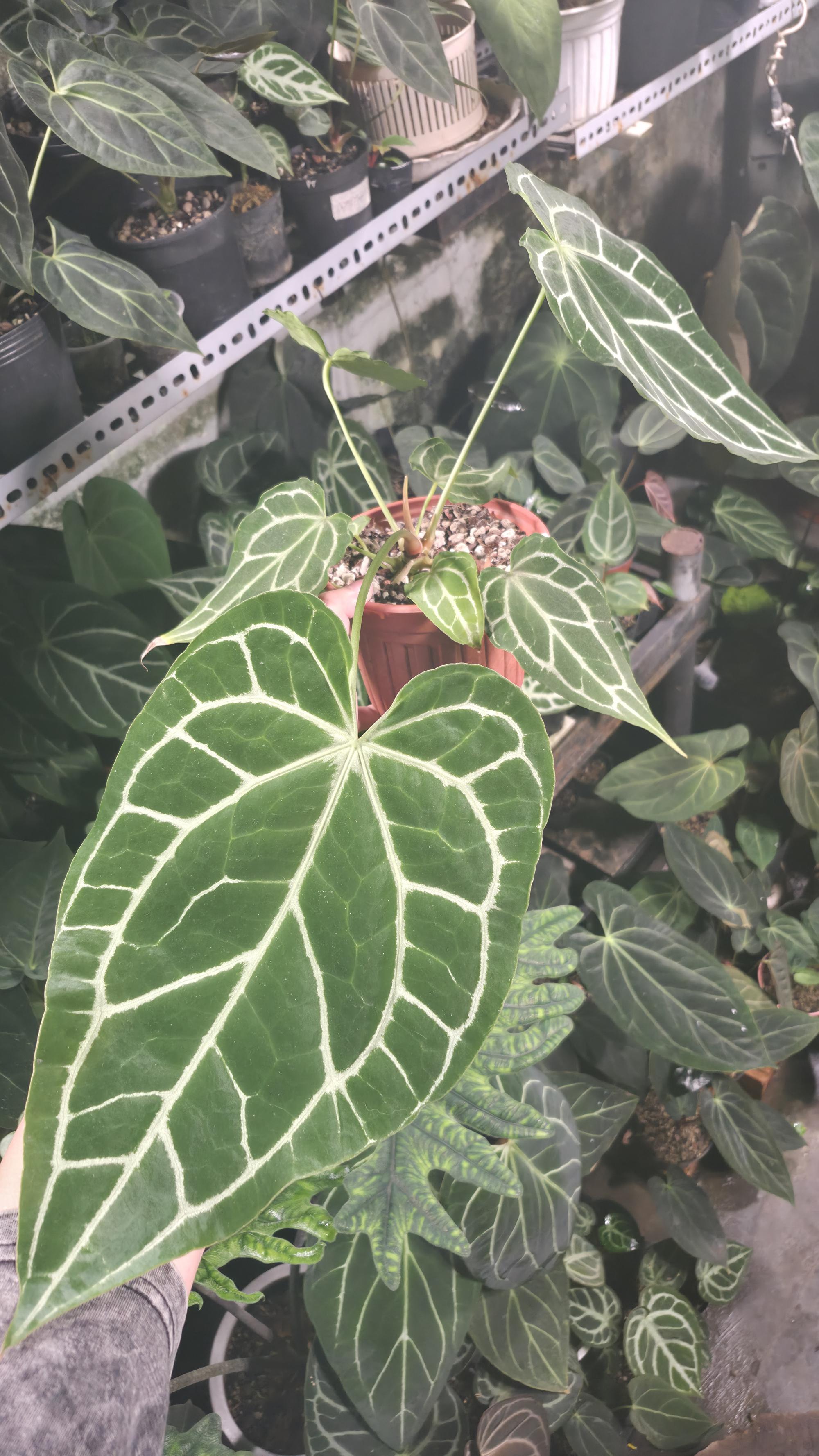 NV#130920 [~33 cm leaf] Anthurium Hybrid