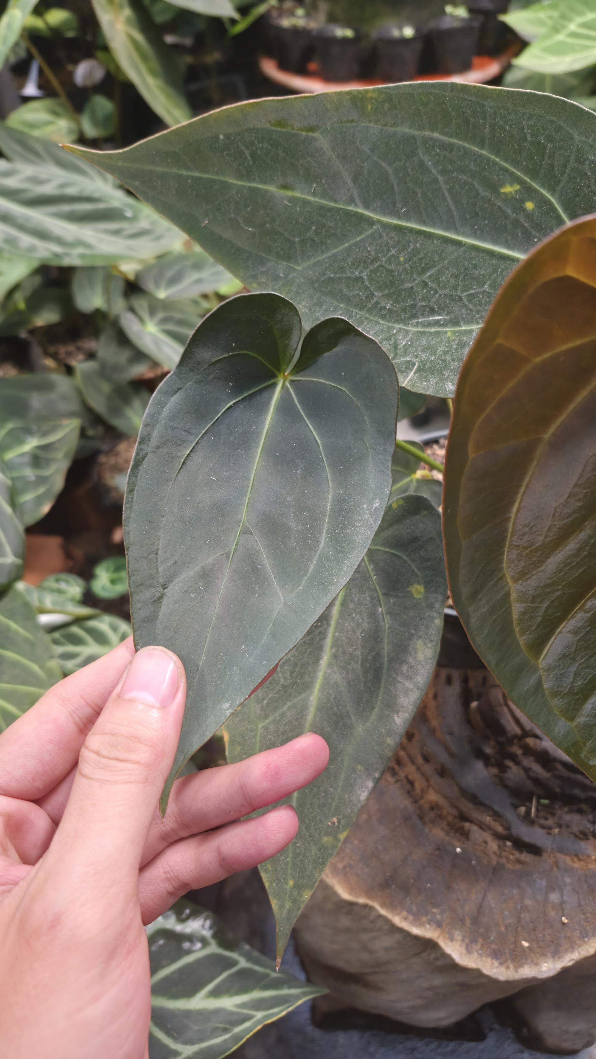 NV#160913 [~18 cm leaf] Anthurium Pap Hybrid