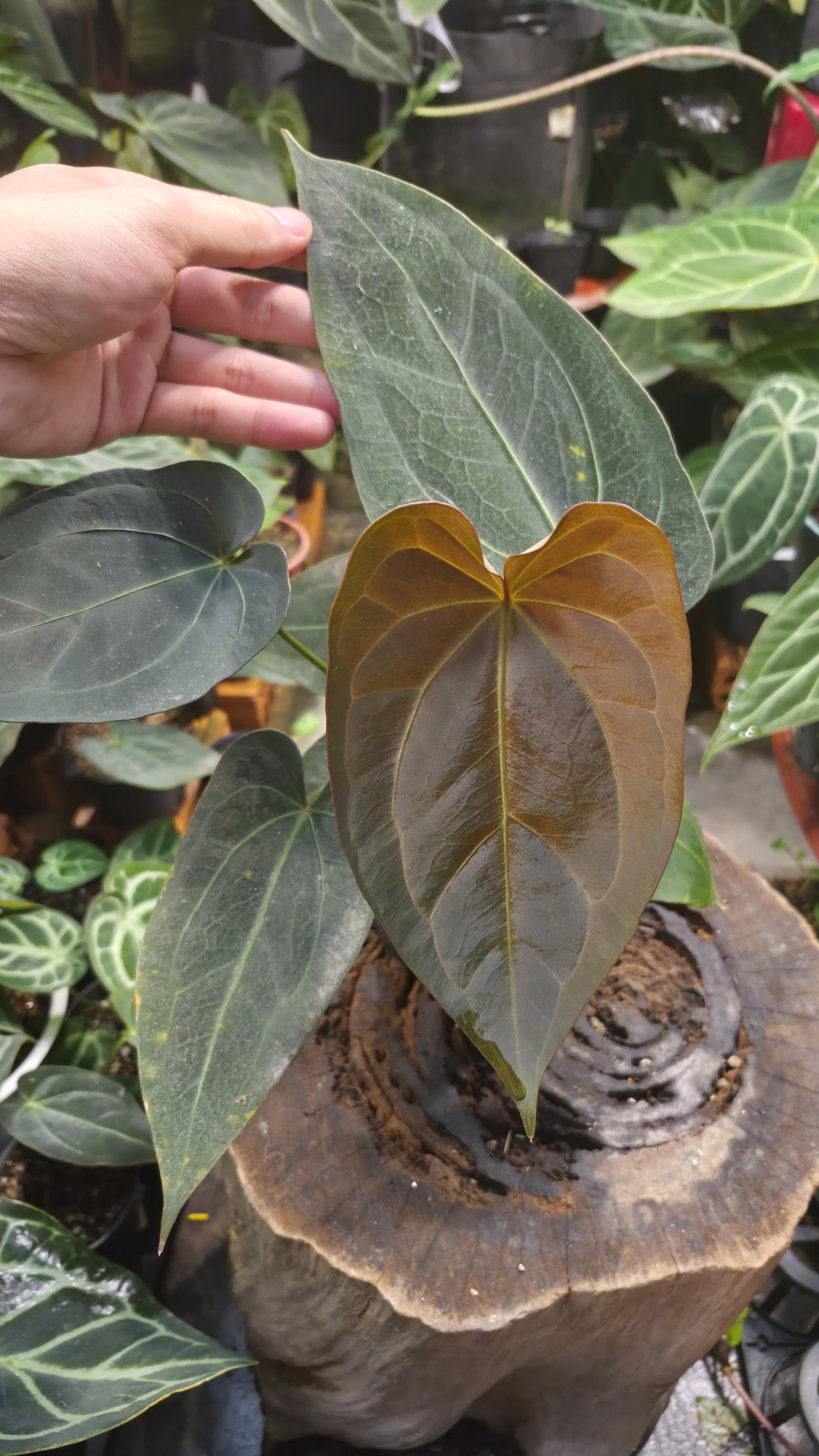 NV#160913 [~18 cm leaf] Anthurium Pap Hybrid