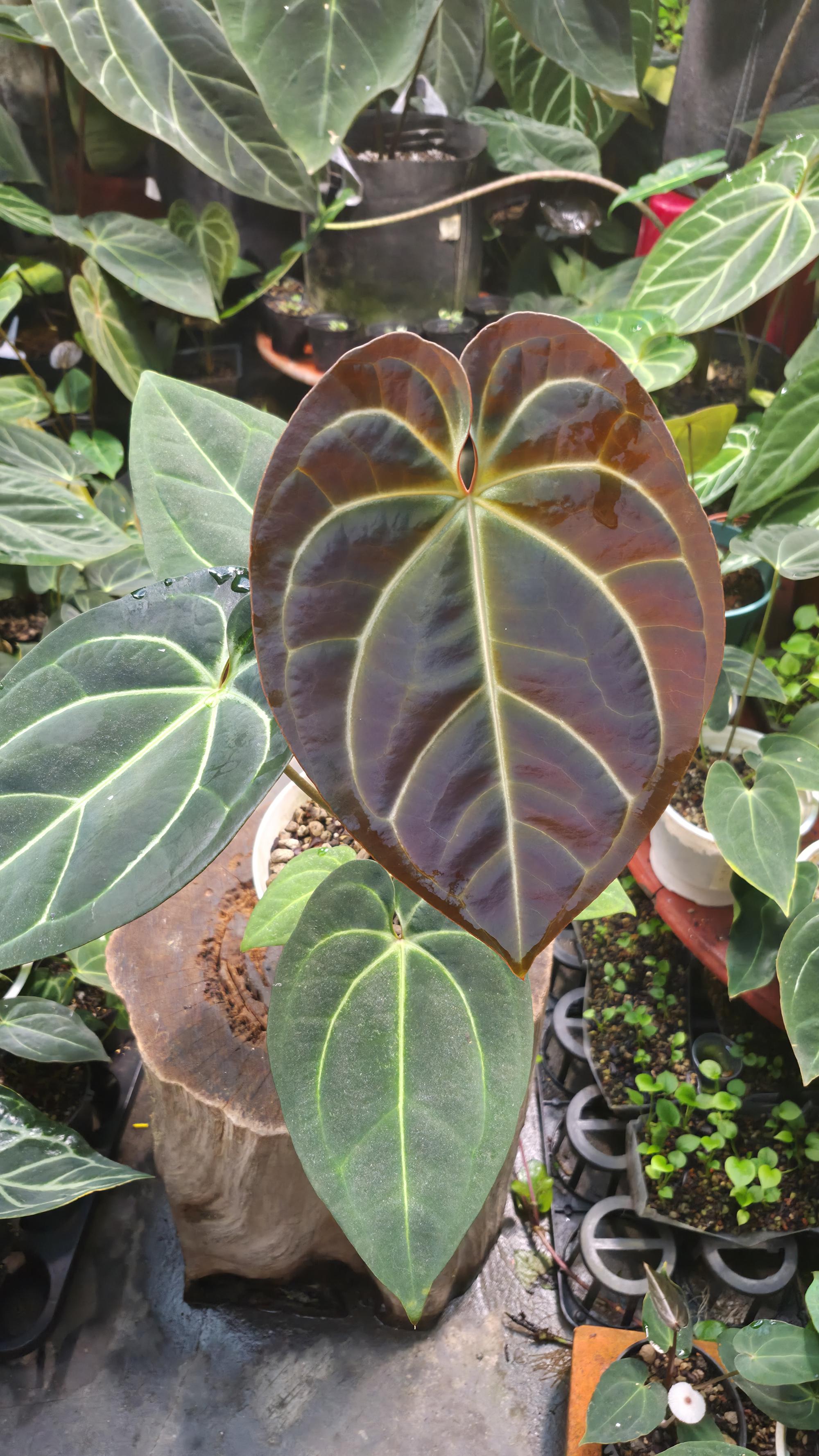 NV#1309030 [~34 cm leaf] Anthurium Besseae Aff