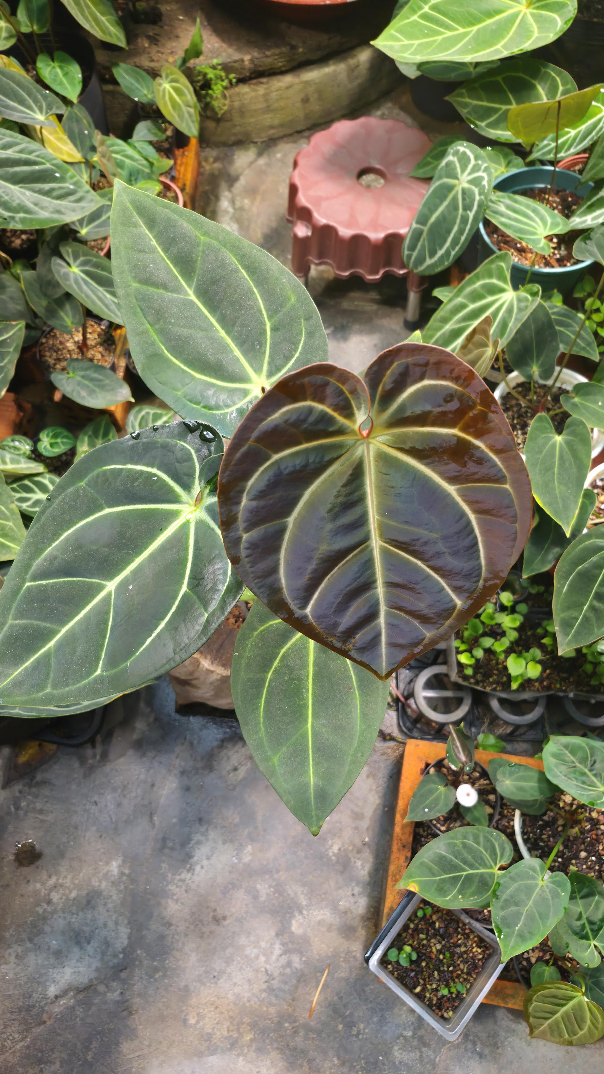 NV#1309030 [~34 cm leaf] Anthurium Besseae Aff