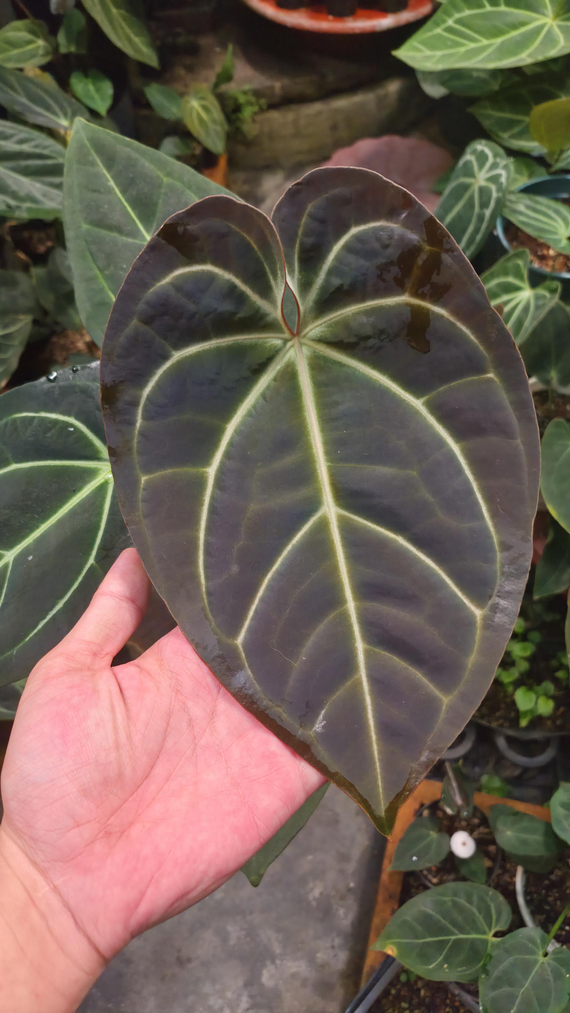 NV#1309030 [~34 cm leaf] Anthurium Besseae Aff