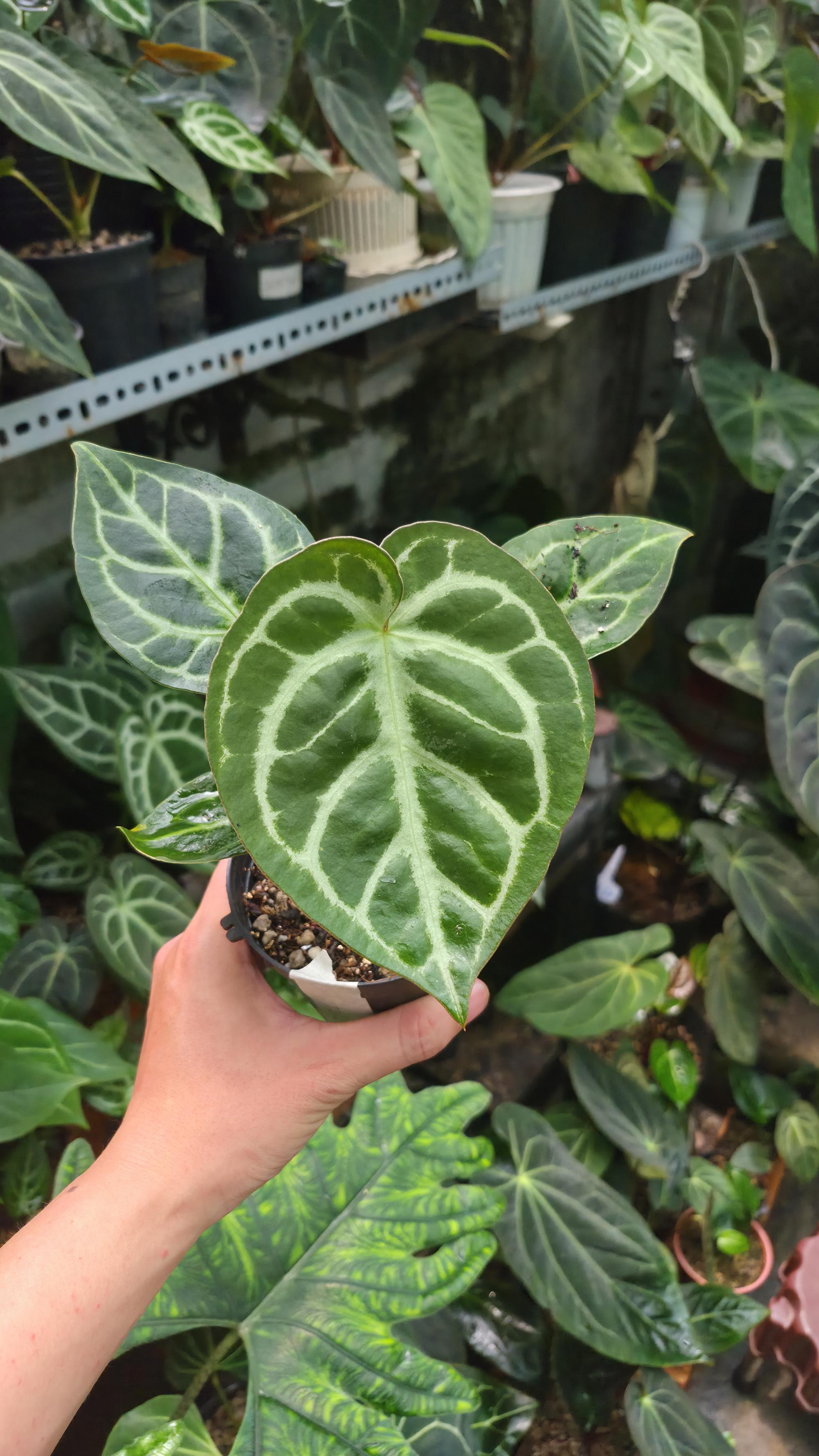 NV#1309023 [~14cm leaf] Anthurium Dorayaki Hybrid (Dark form) (clone of NV#160909)