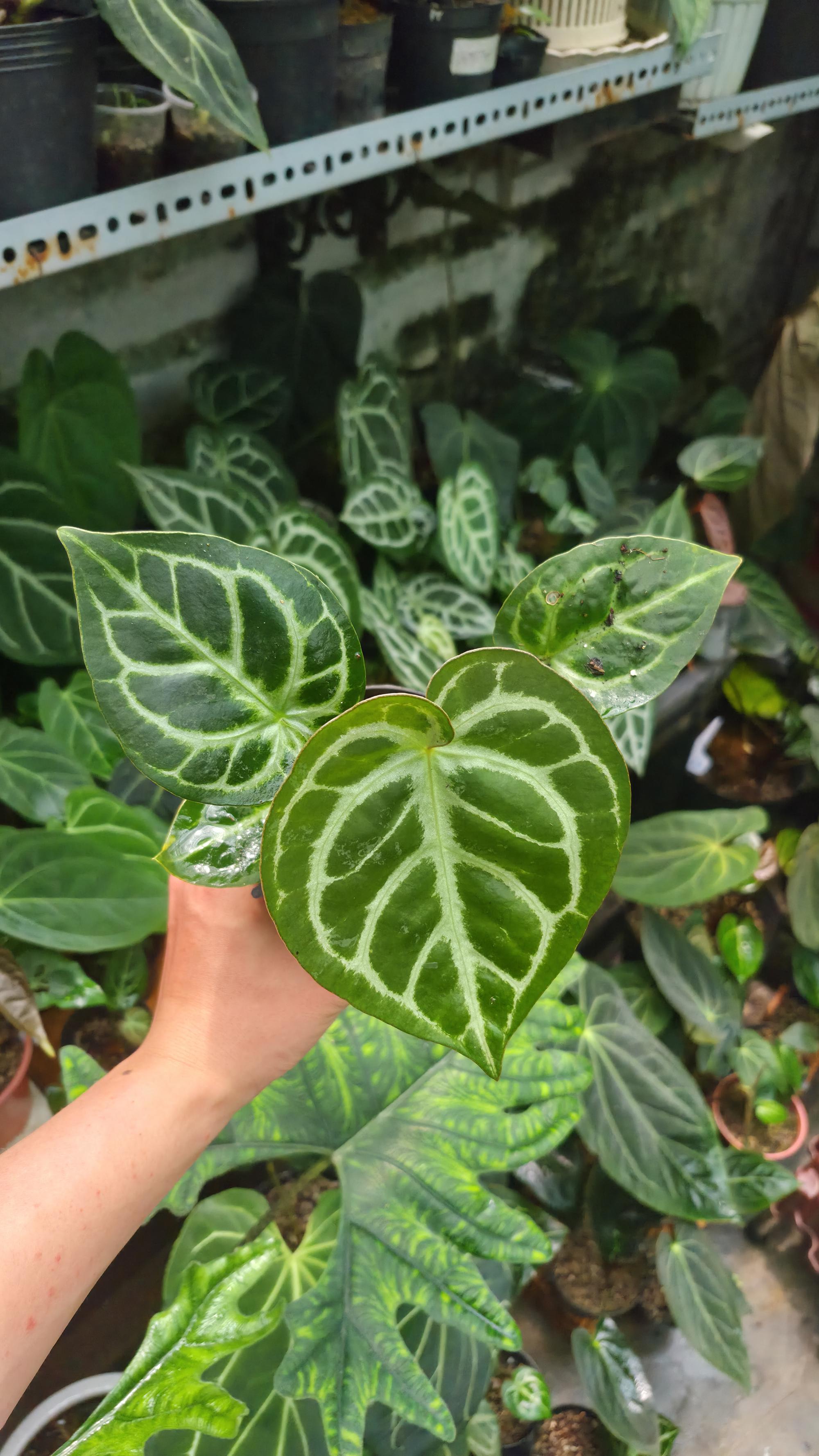 NV#1309023 [~14cm leaf] Anthurium Dorayaki Hybrid (Dark form) (clone of NV#160909)