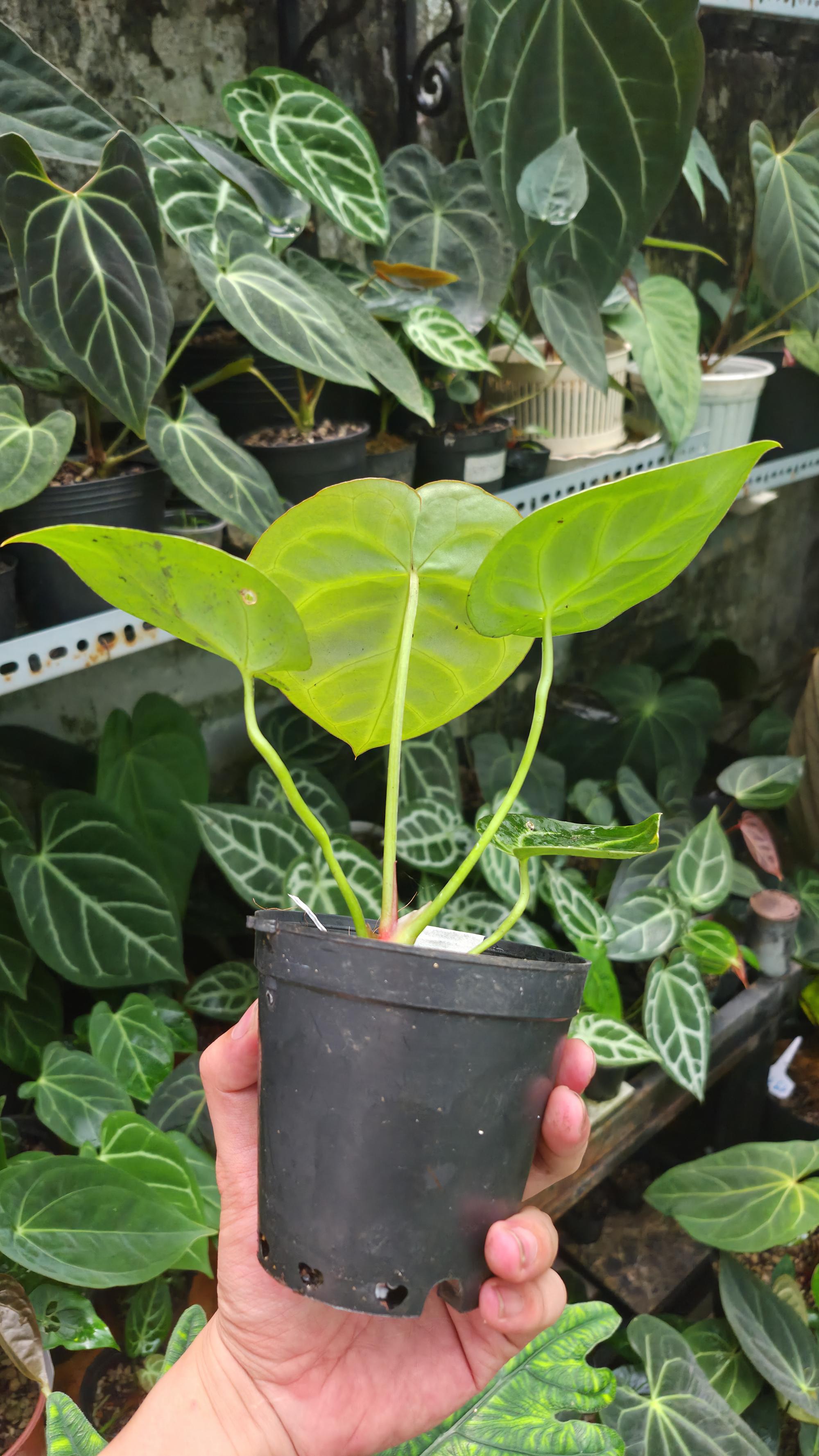 NV#1309023 [~14cm leaf] Anthurium Dorayaki Hybrid (Dark form) (clone of NV#160909)