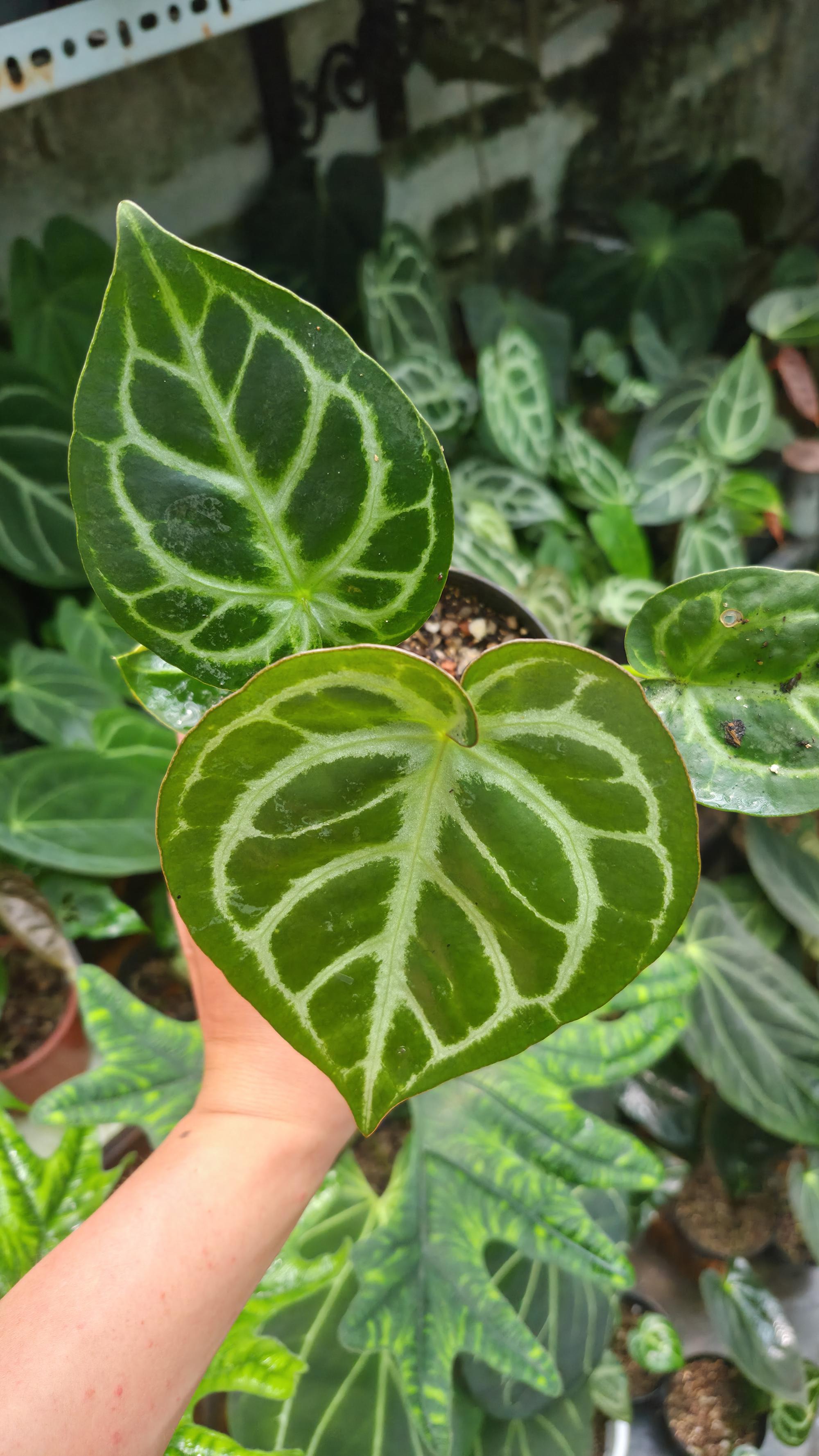 NV#1309023 [~14cm leaf] Anthurium Dorayaki Hybrid (Dark form) (clone of NV#160909)