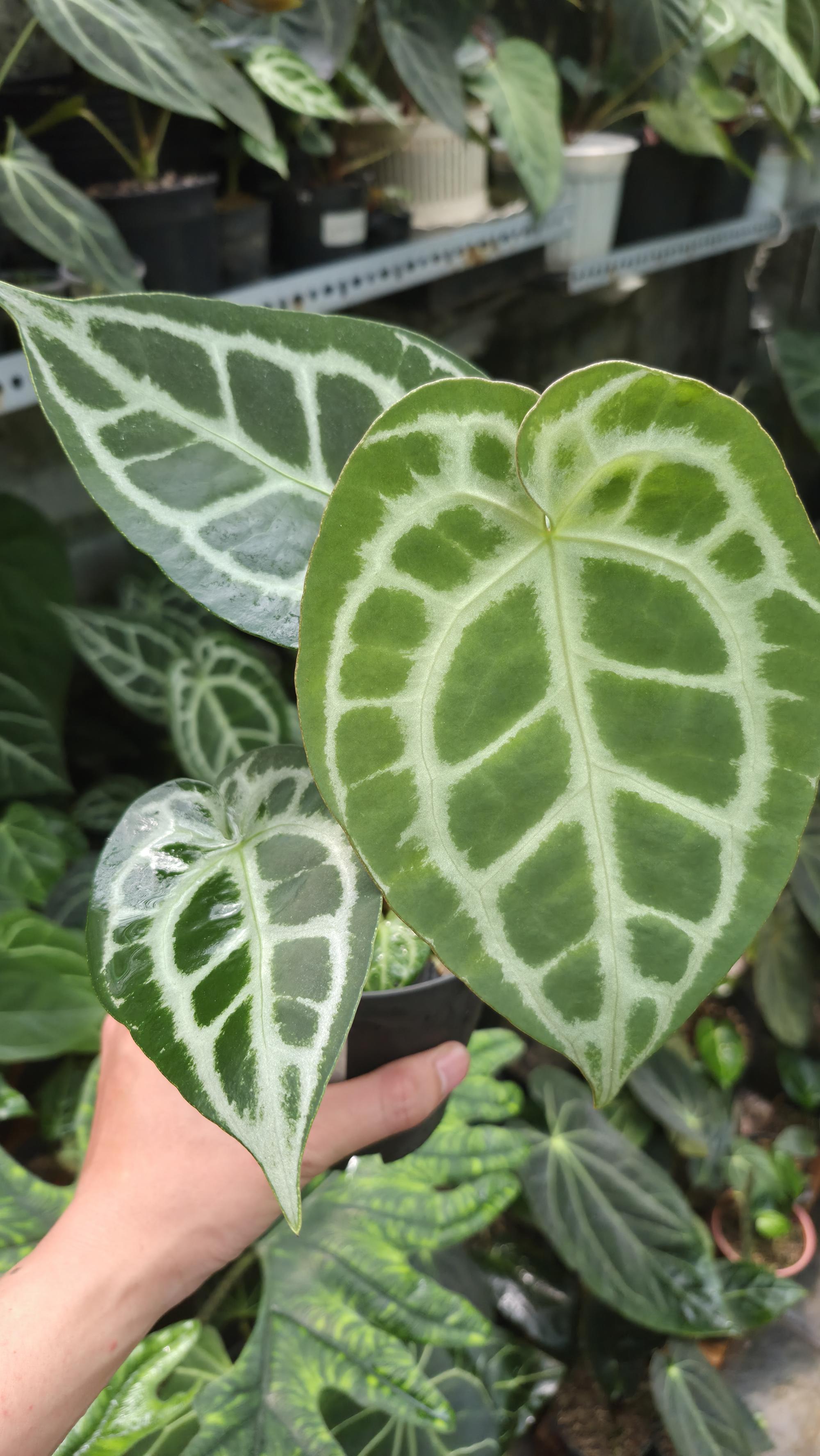 [NV#130922] [~20cm leaf] Anthurium Crystal Hybrid