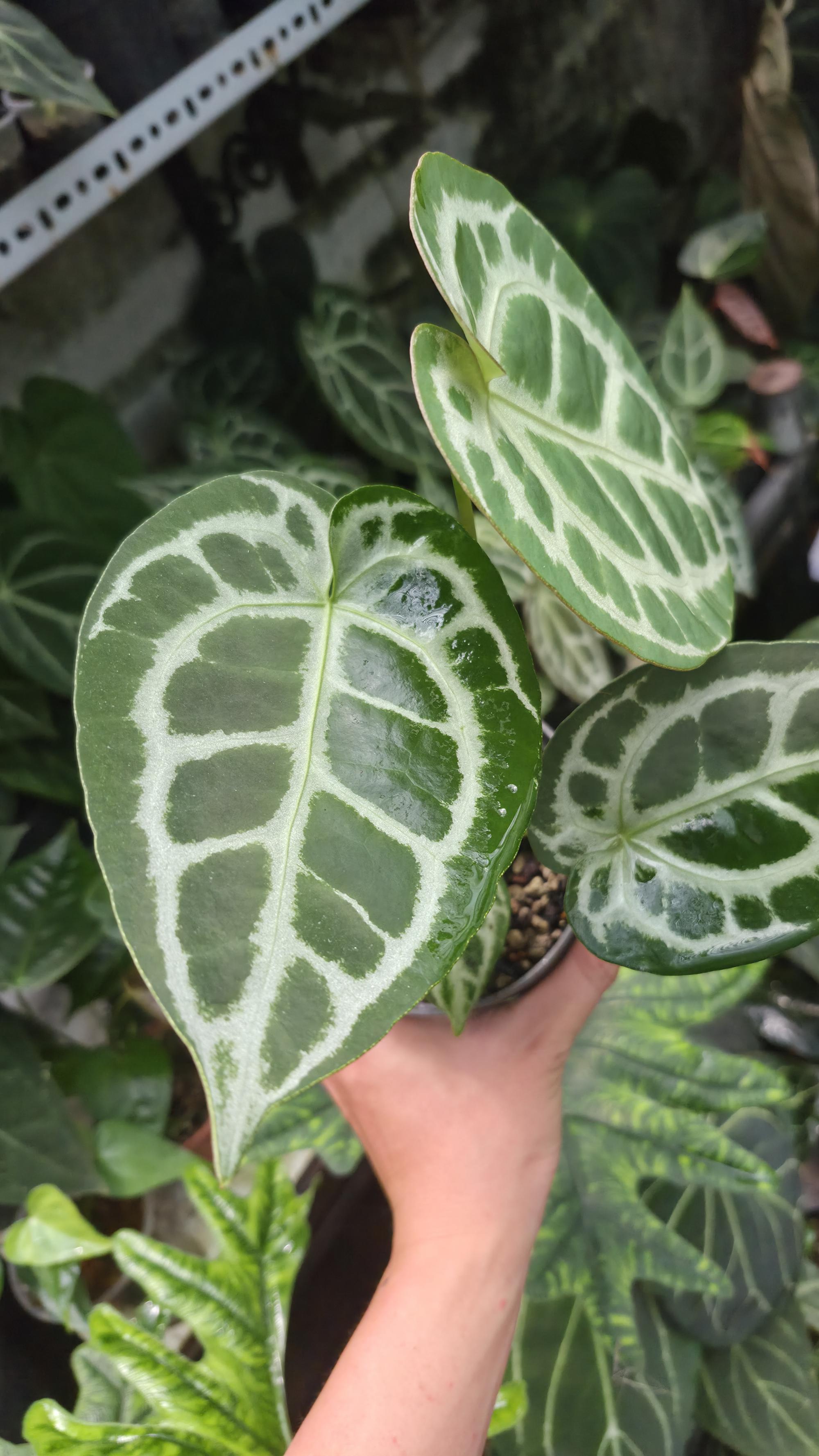 [NV#130922] [~20cm leaf] Anthurium Crystal Hybrid