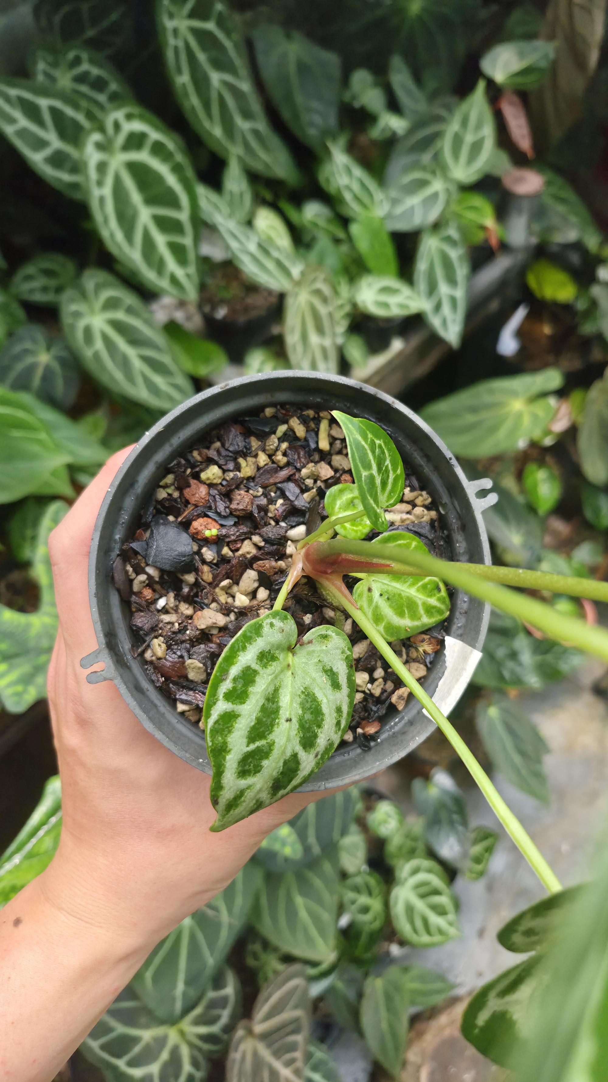 [NV#130922] [~20cm leaf] Anthurium Crystal Hybrid