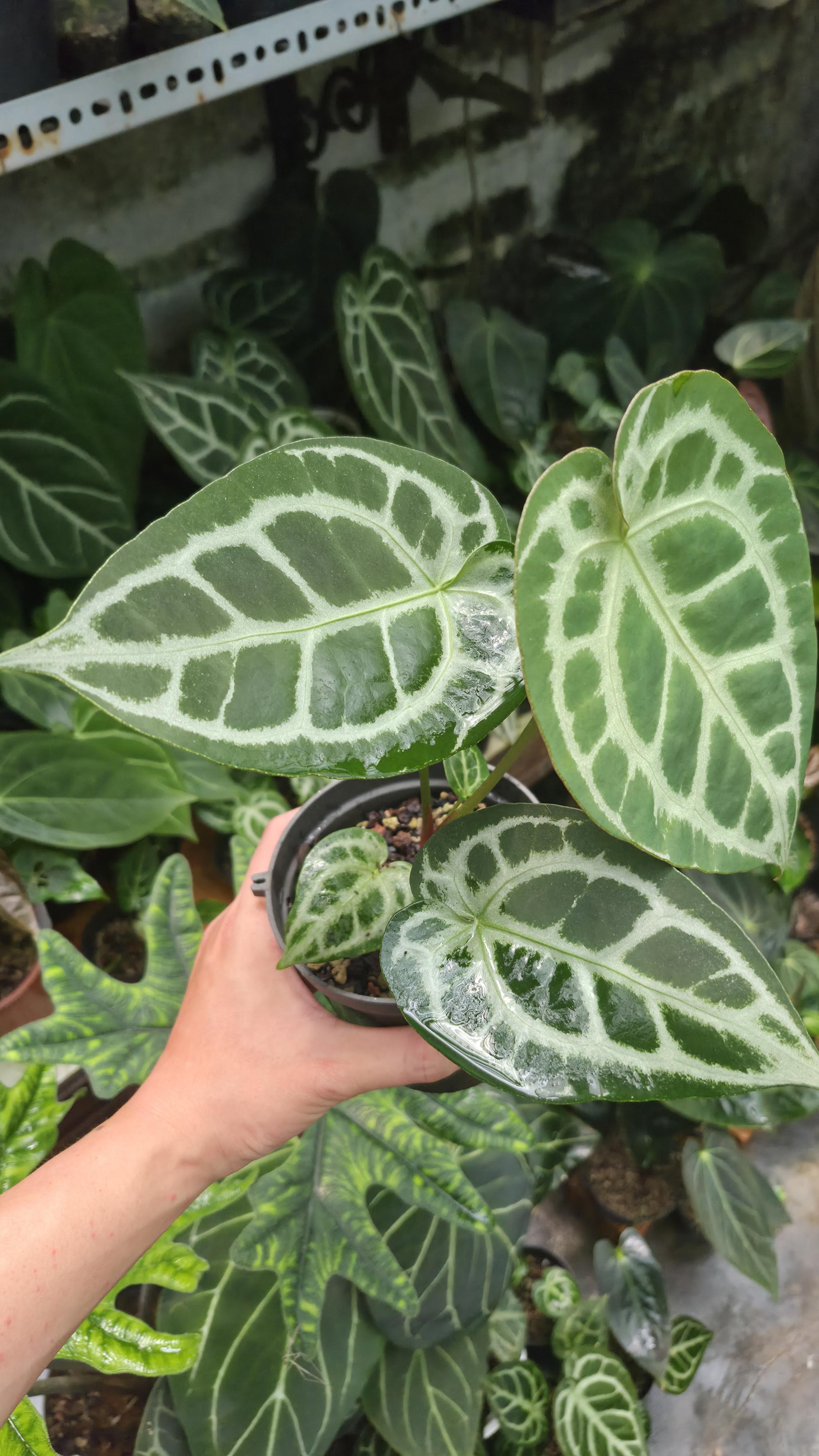 [NV#130922] [~20cm leaf] Anthurium Crystal Hybrid