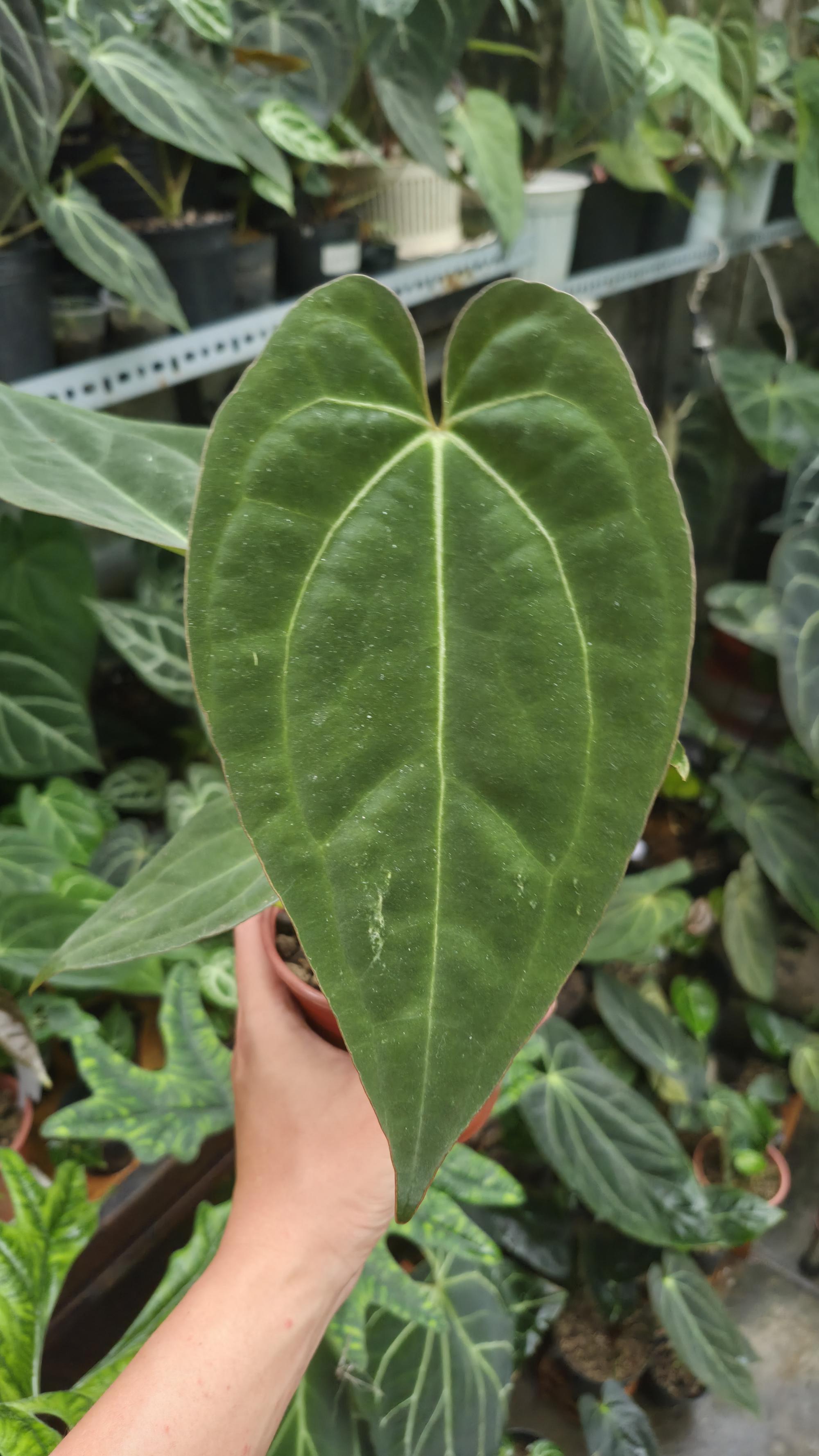 [NV#130925] [~20 cm leaf] Anthurium Pap Hybrid