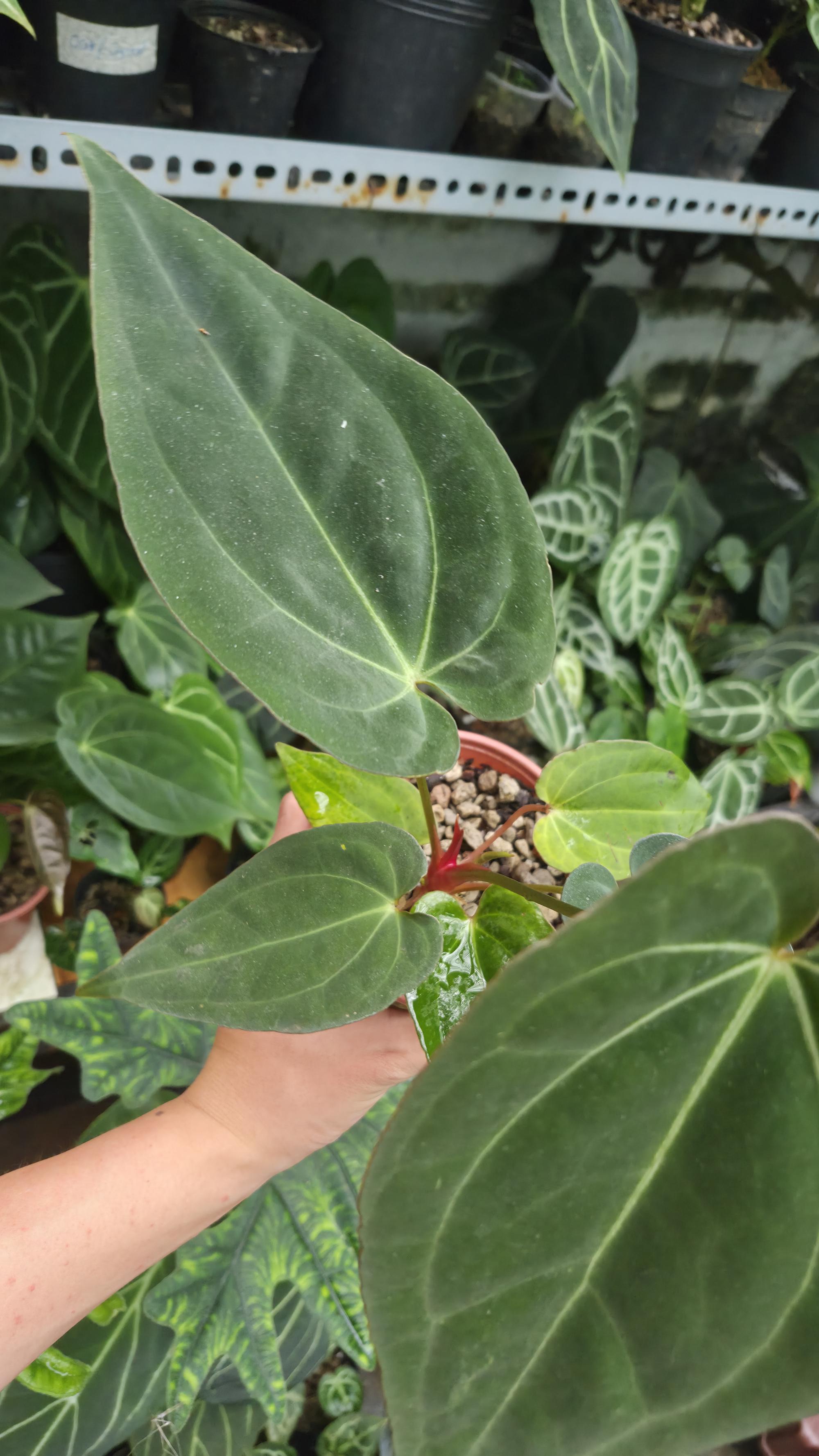 [NV#130925] [~20 cm leaf] Anthurium Pap Hybrid