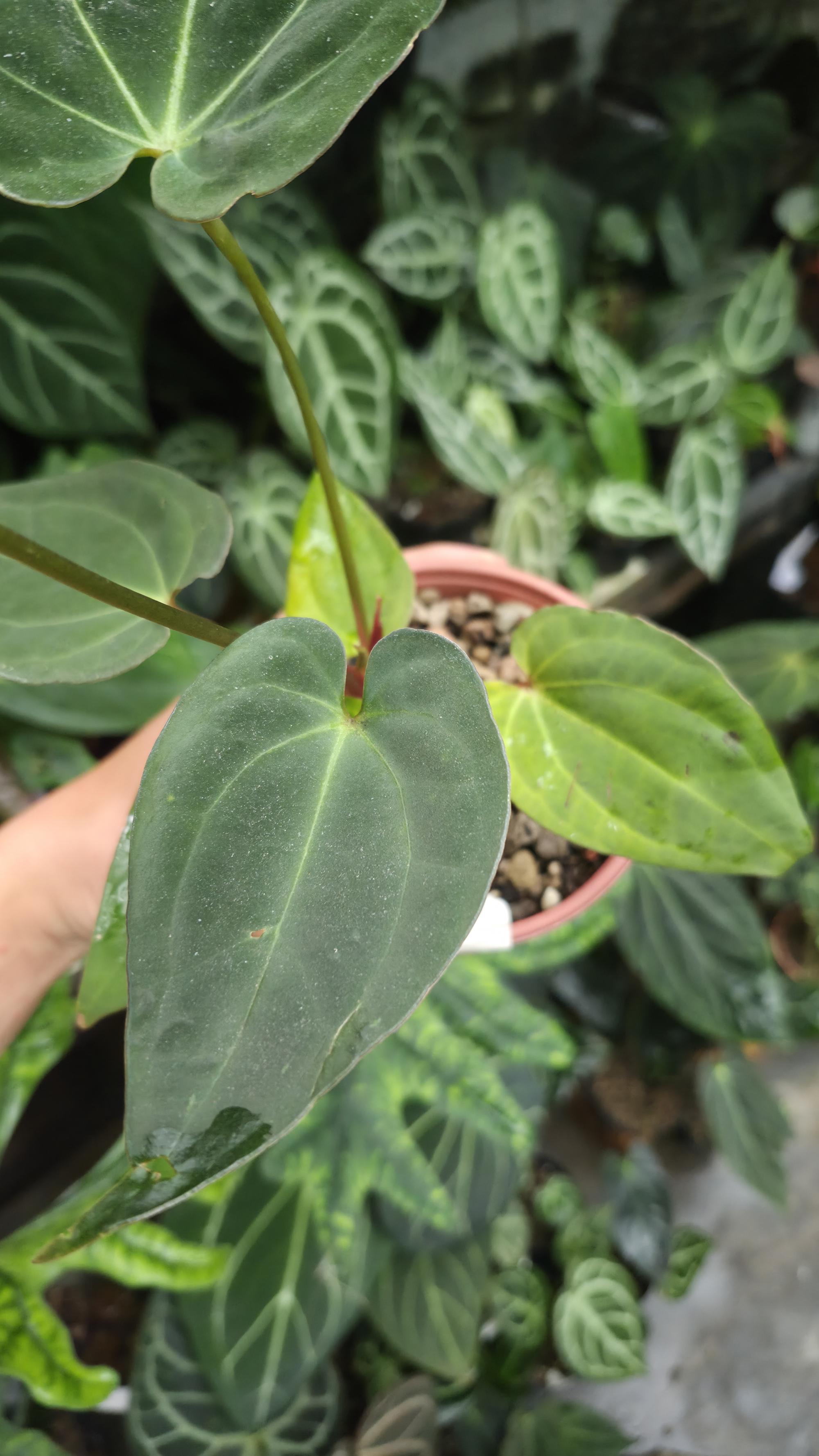 [NV#130925] [~20 cm leaf] Anthurium Pap Hybrid