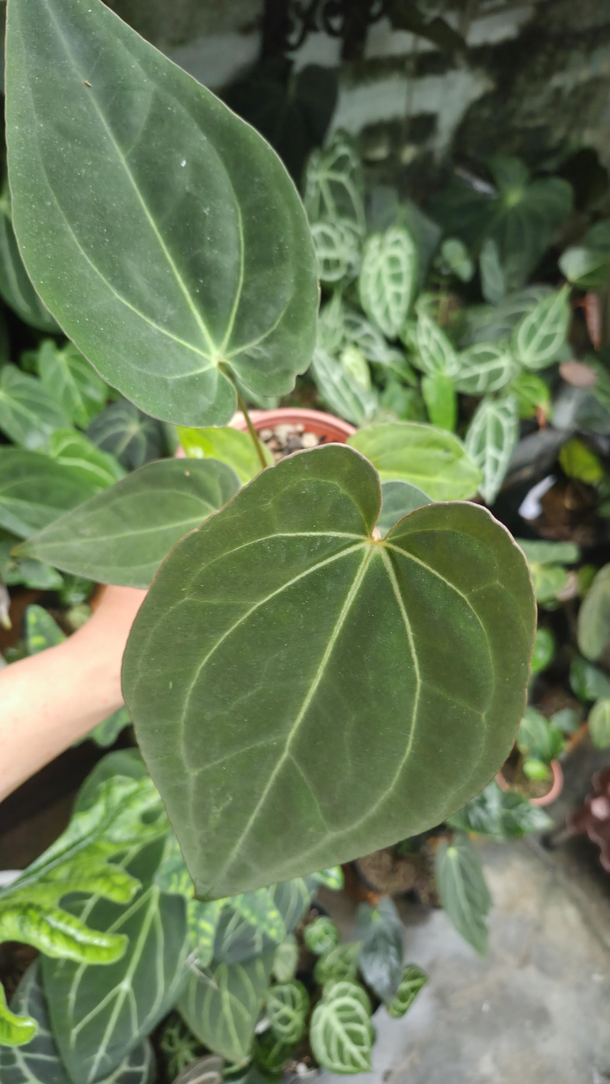 [NV#130925] [~20 cm leaf] Anthurium Pap Hybrid
