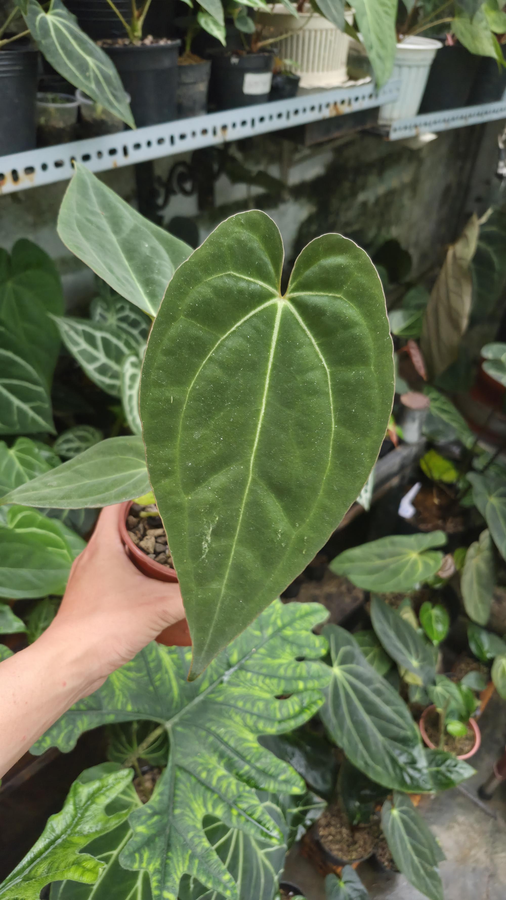 [NV#130925] [~20 cm leaf] Anthurium Pap Hybrid