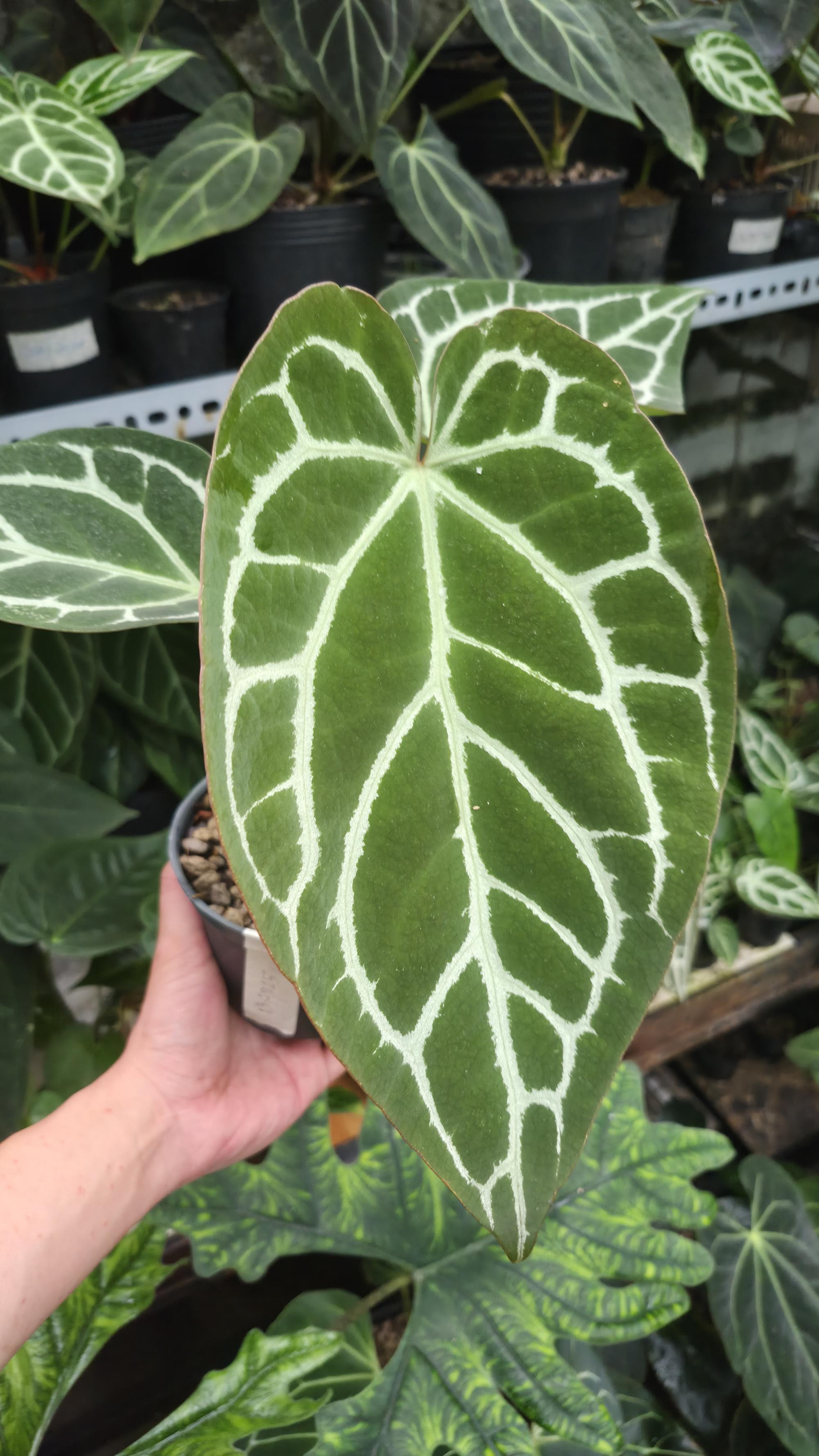 [NV#130924] [~28 cm leaf] Anthurium Hybrid
