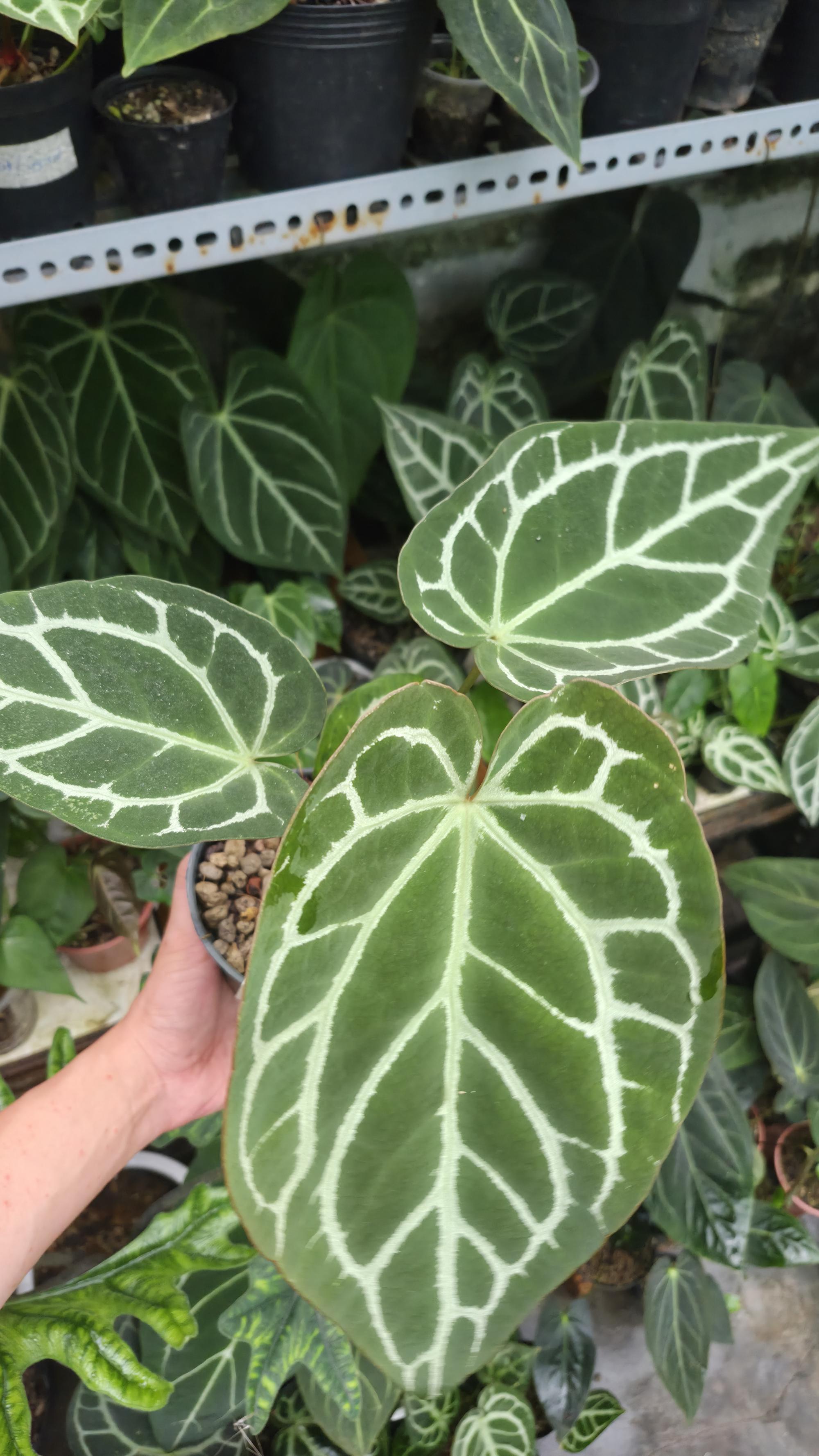 [NV#130924] [~28 cm leaf] Anthurium Hybrid