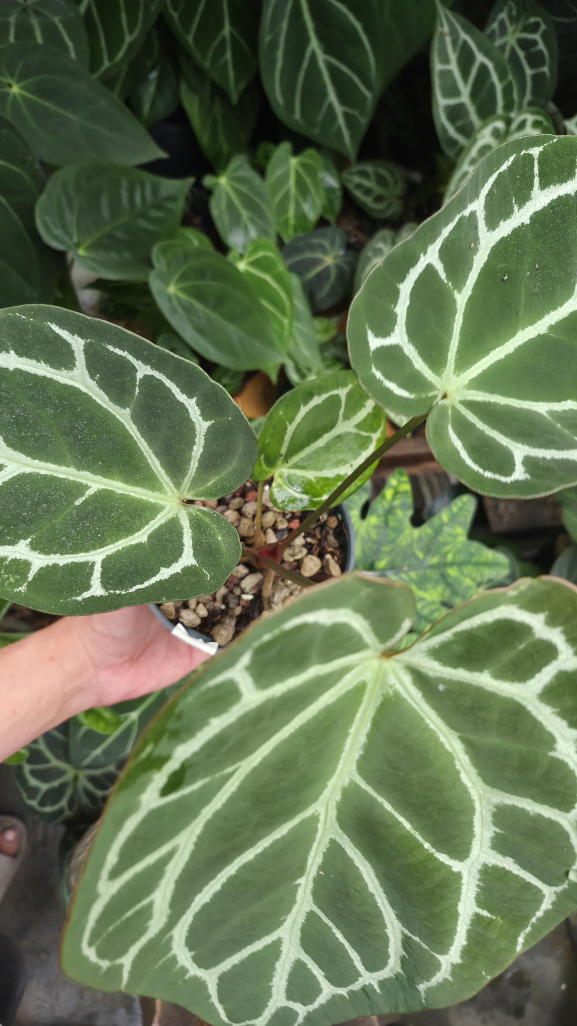 [NV#130924] [~28 cm leaf] Anthurium Hybrid