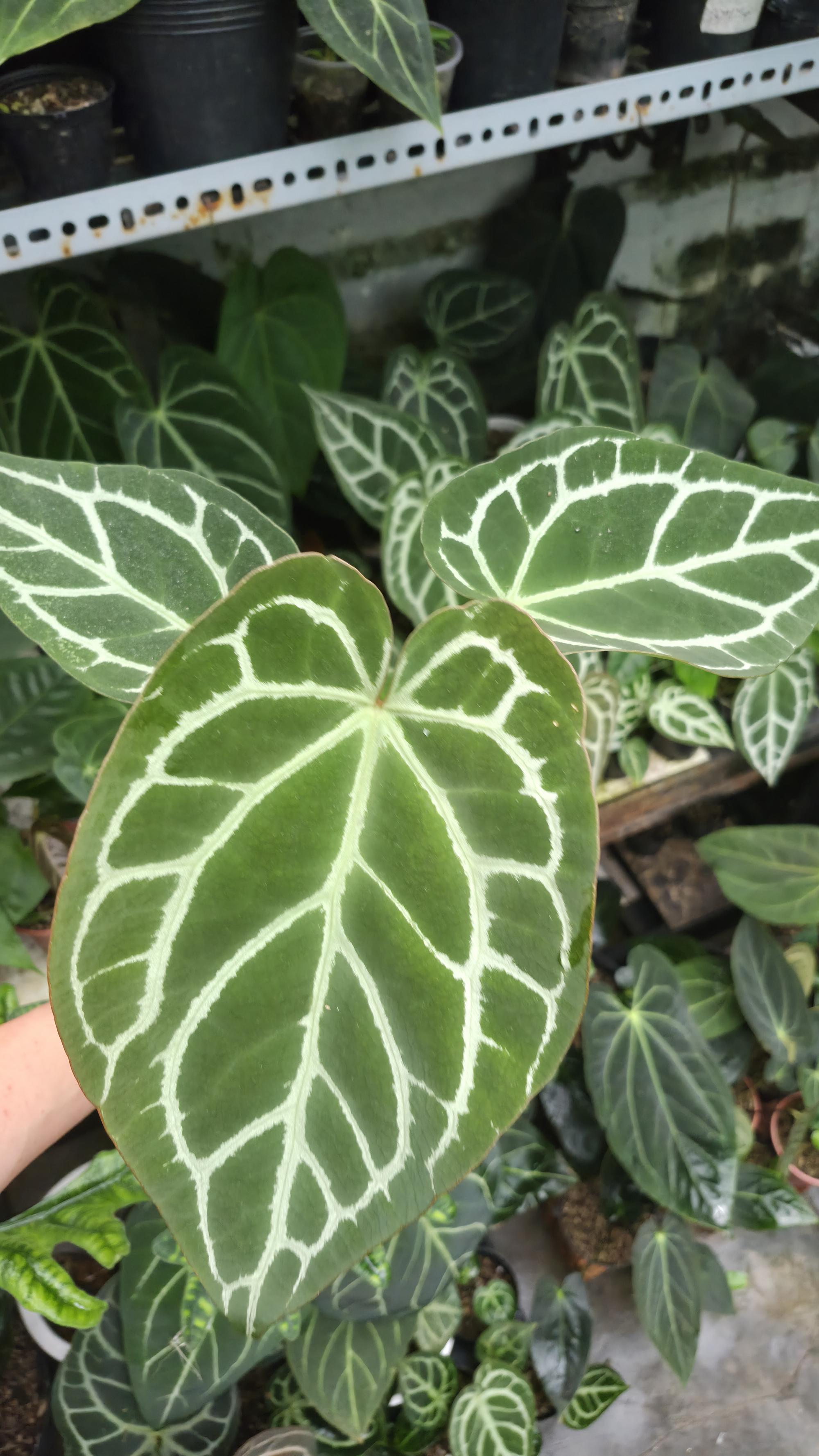 [NV#130924] [~28 cm leaf] Anthurium Hybrid