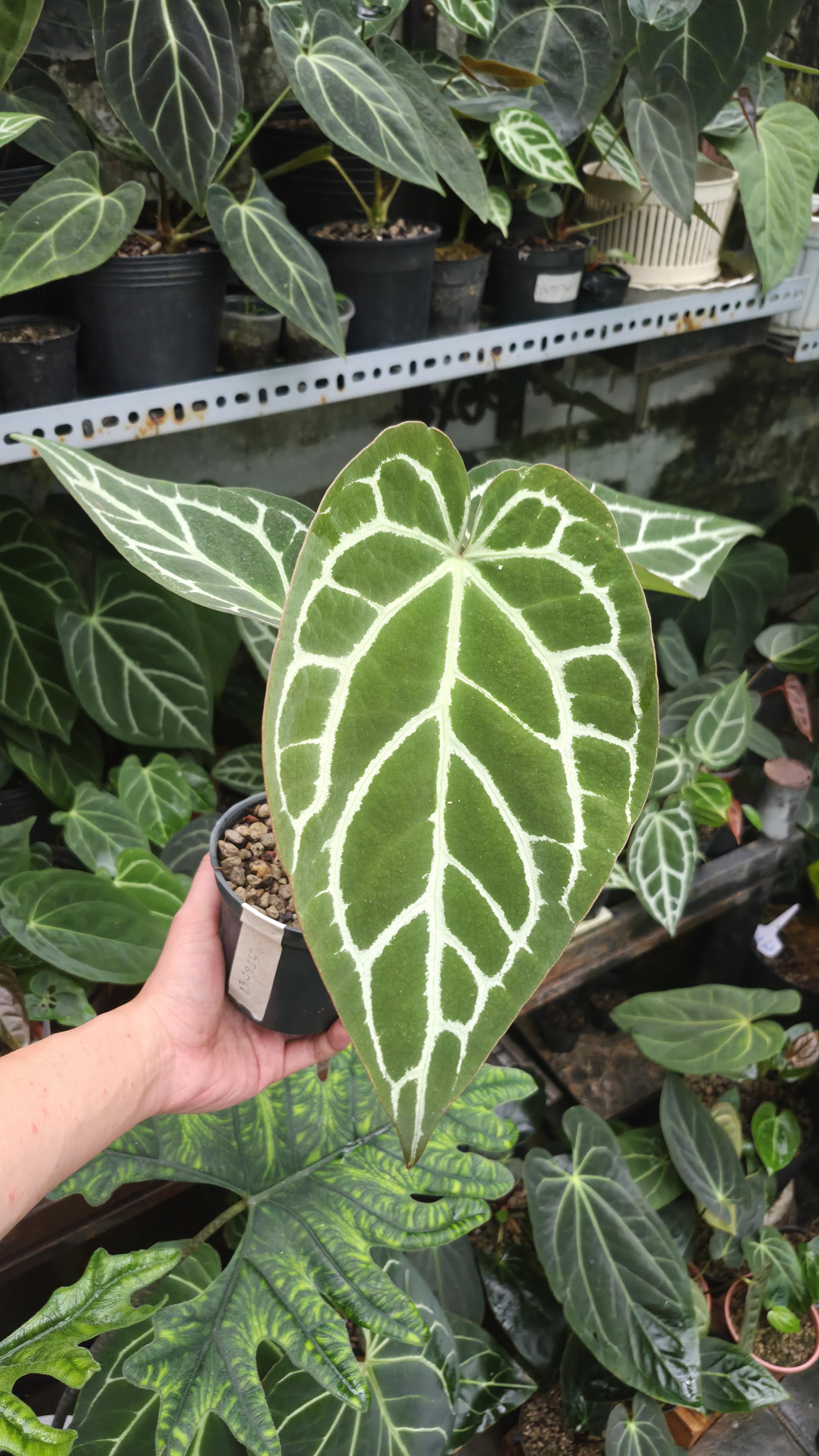 [NV#130924] [~28 cm leaf] Anthurium Hybrid