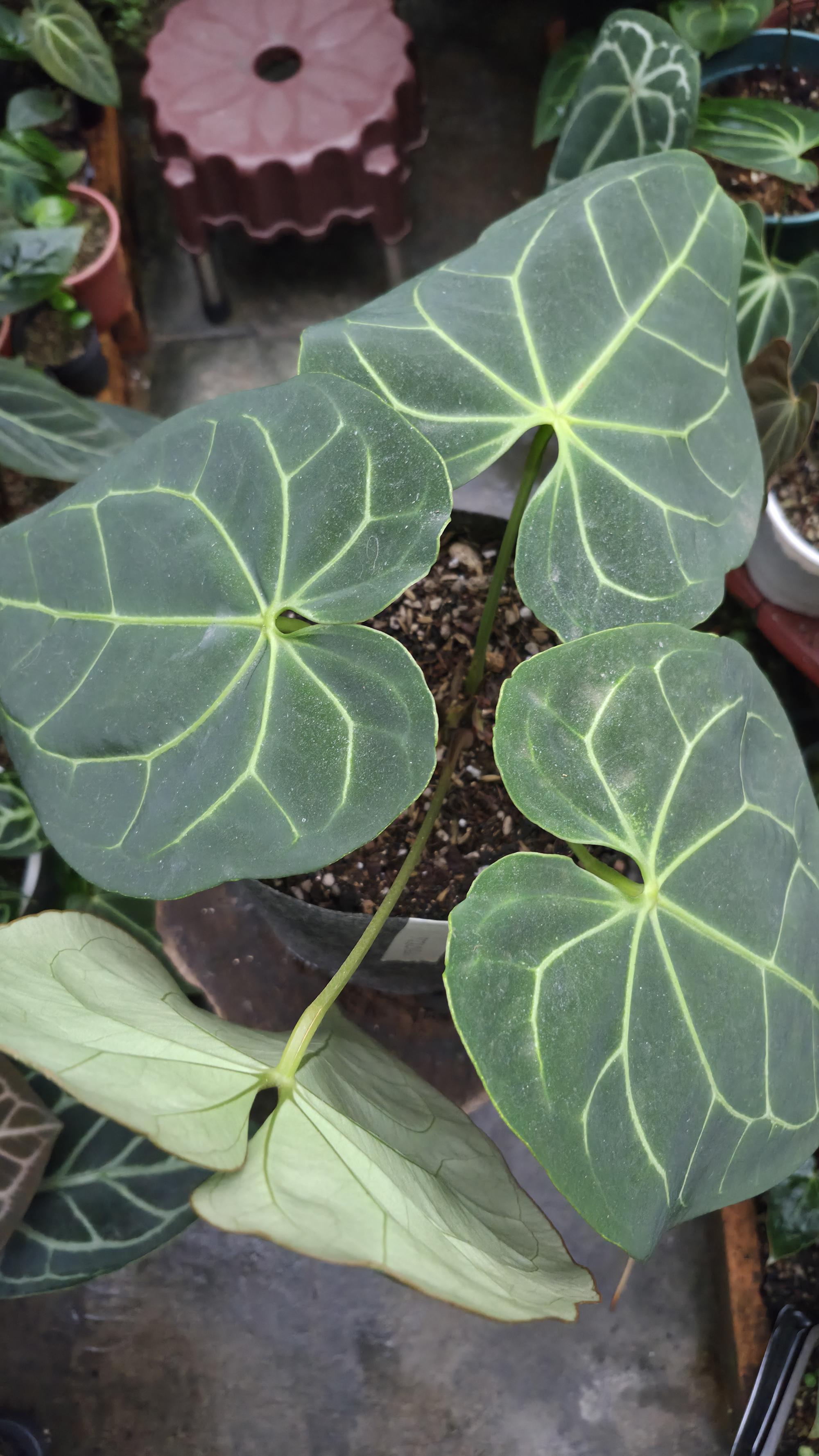 [NV#130926] [~30 cm leaf] Anthurium Besseae Aff x Open