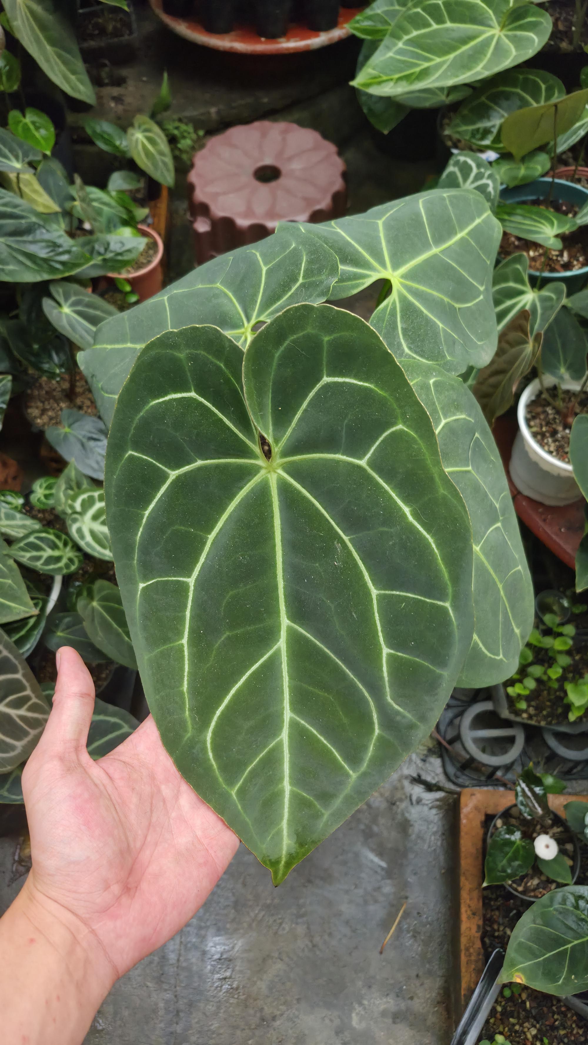 [NV#130926] [~30 cm leaf] Anthurium Besseae Aff x Open