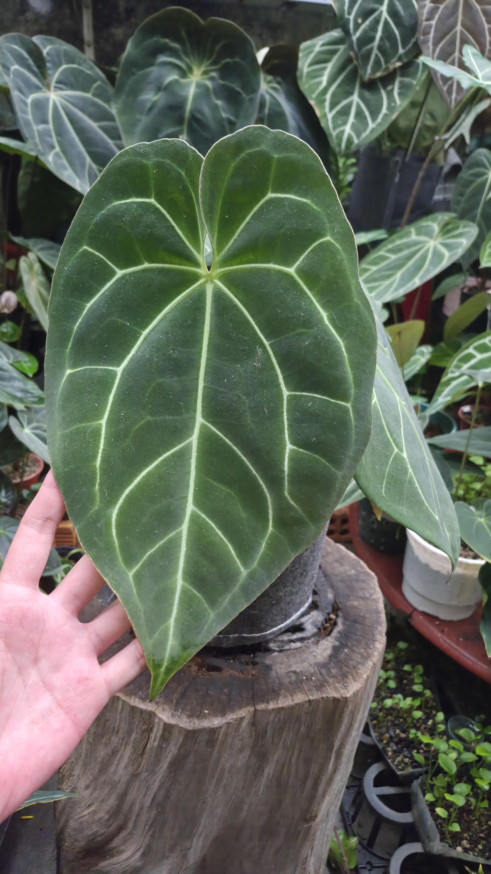 [NV#130926] [~30 cm leaf] Anthurium Besseae Aff x Open