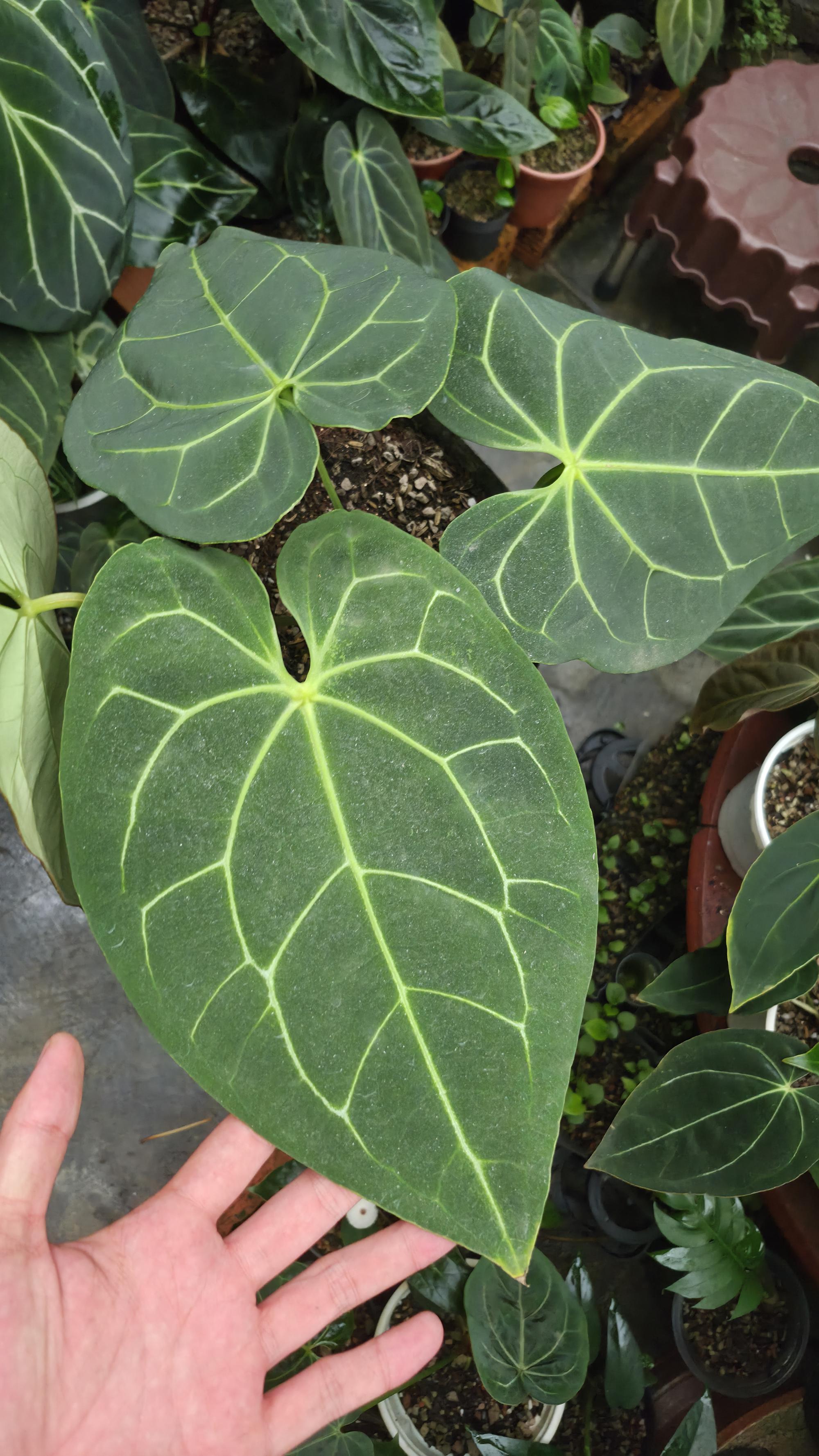 [NV#130926] [~30 cm leaf] Anthurium Besseae Aff x Open
