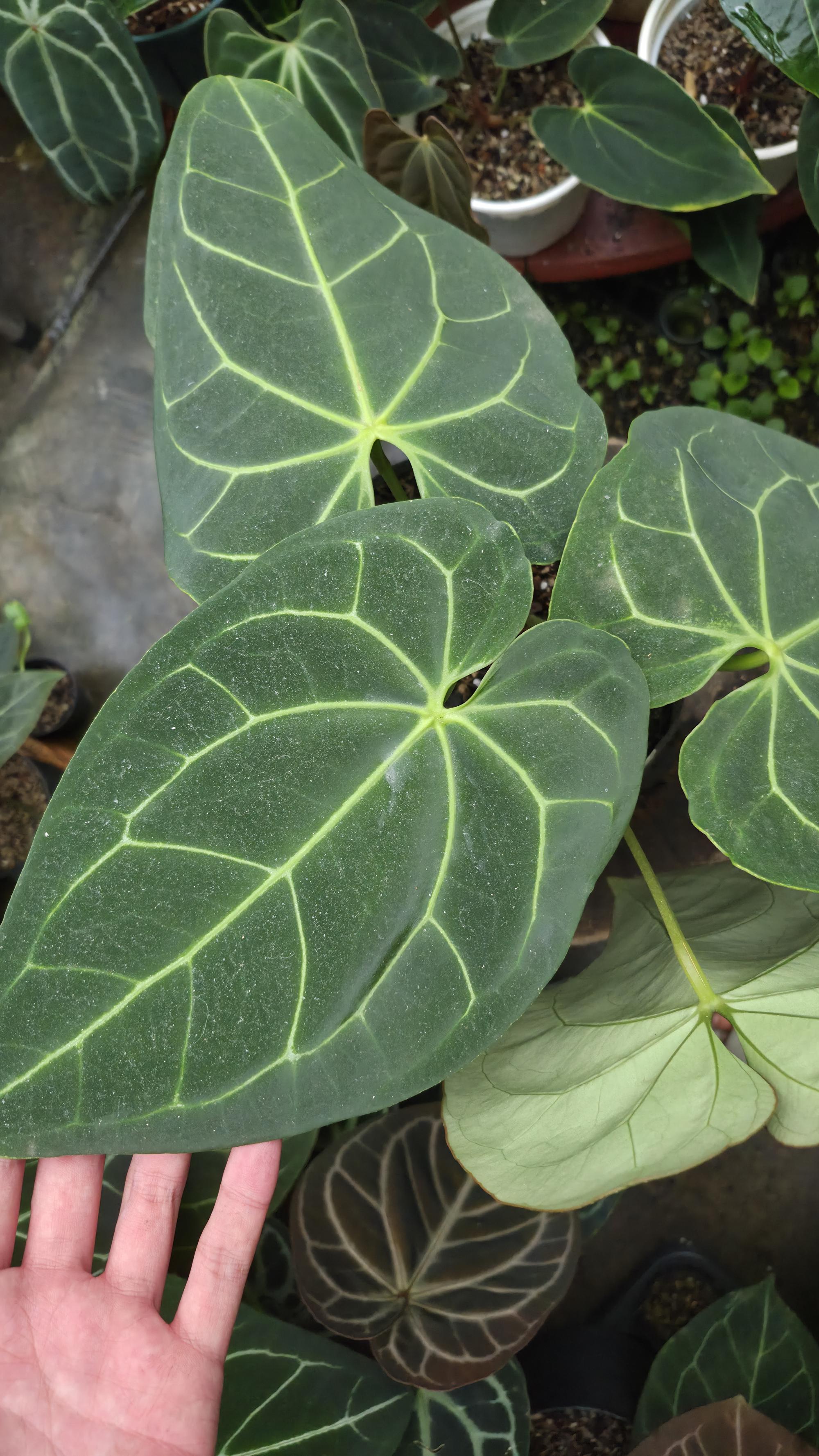 [NV#130926] [~30 cm leaf] Anthurium Besseae Aff x Open