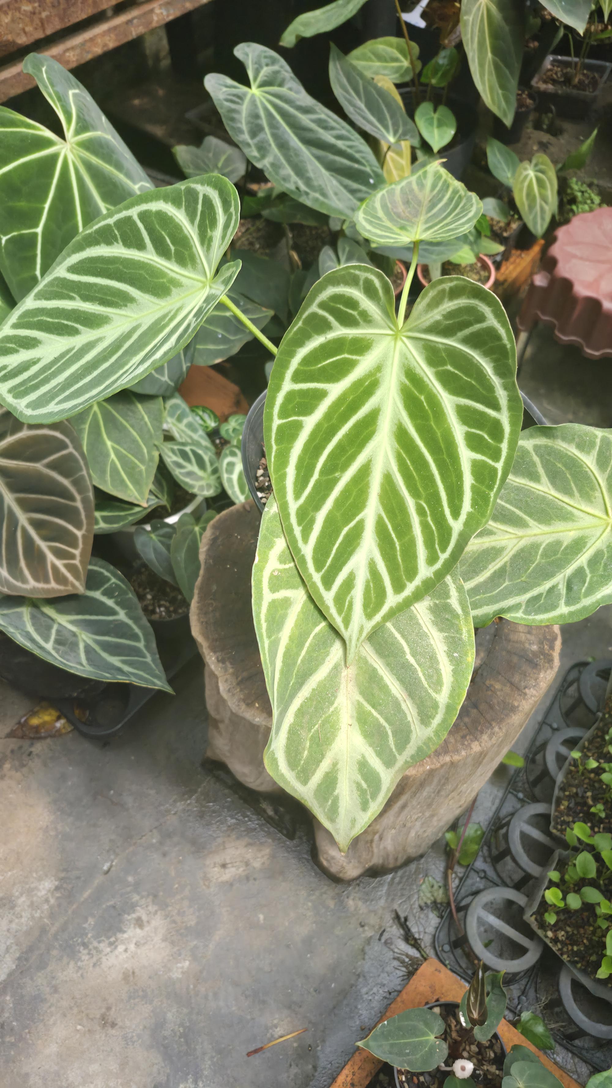 [NV#130927] [~23 cm leaf] Anthurium Crystal Hope x Silver Blush