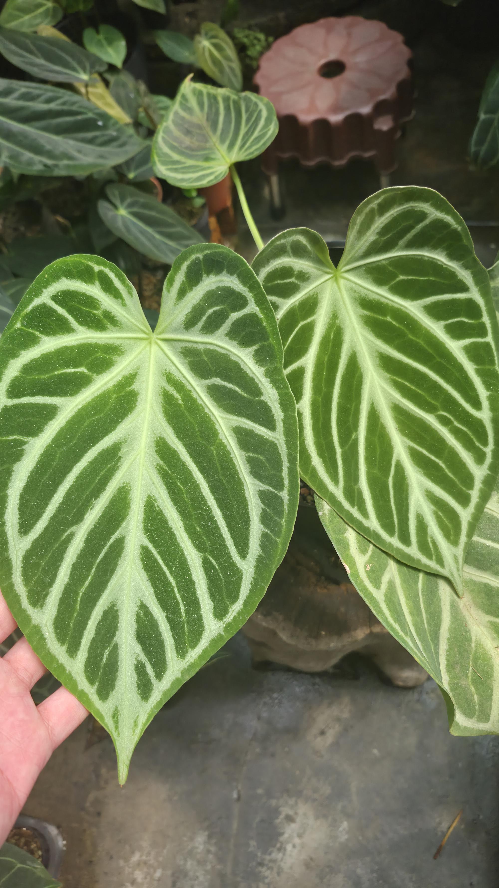 [NV#130927] [~23 cm leaf] Anthurium Crystal Hope x Silver Blush