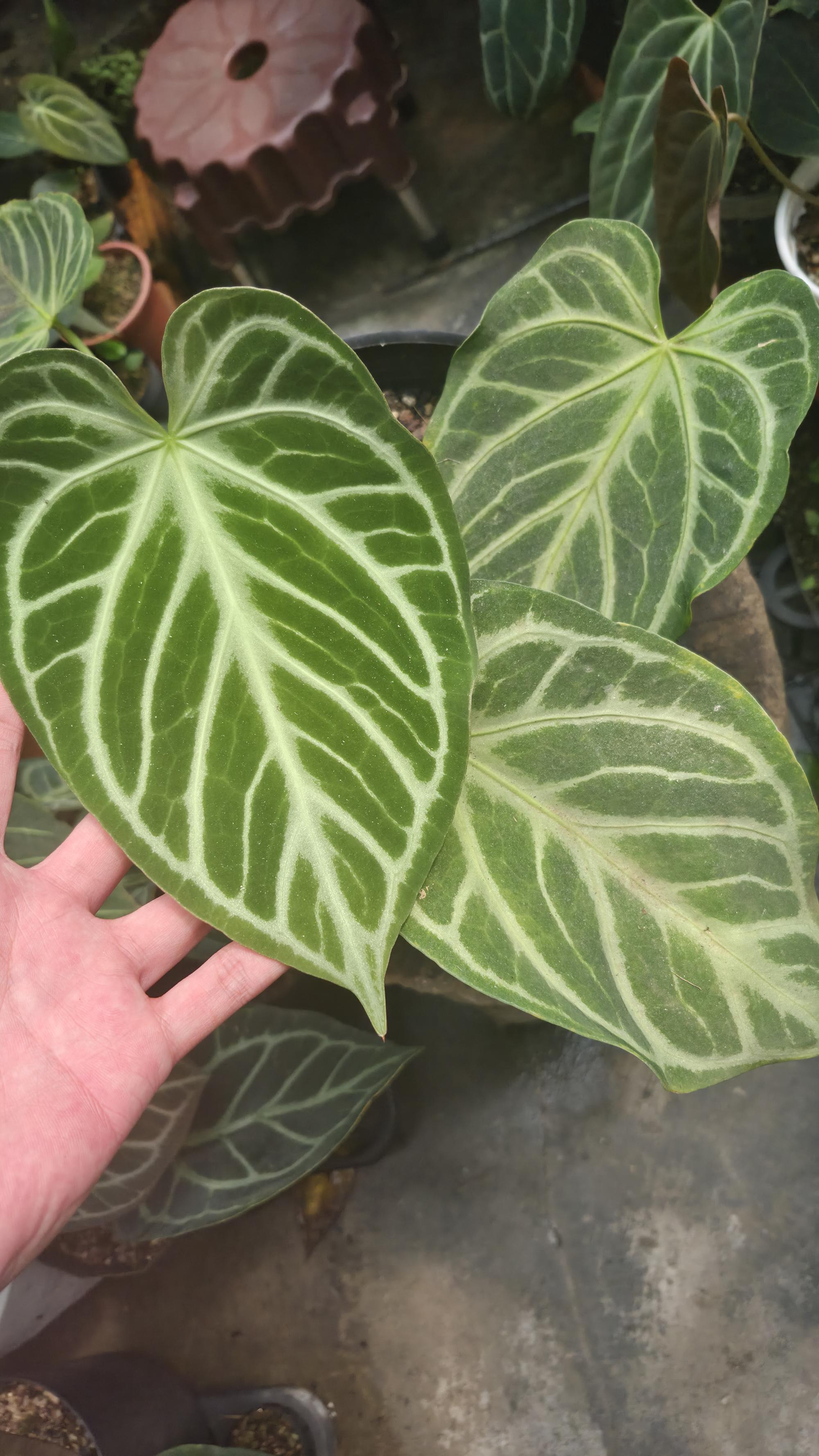 [NV#130927] [~23 cm leaf] Anthurium Crystal Hope x Silver Blush