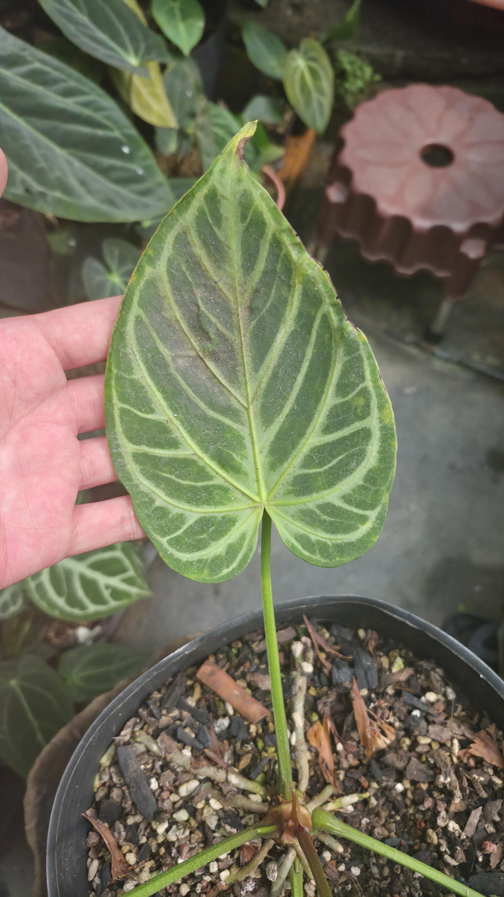 [NV#130927] [~23 cm leaf] Anthurium Crystal Hope x Silver Blush