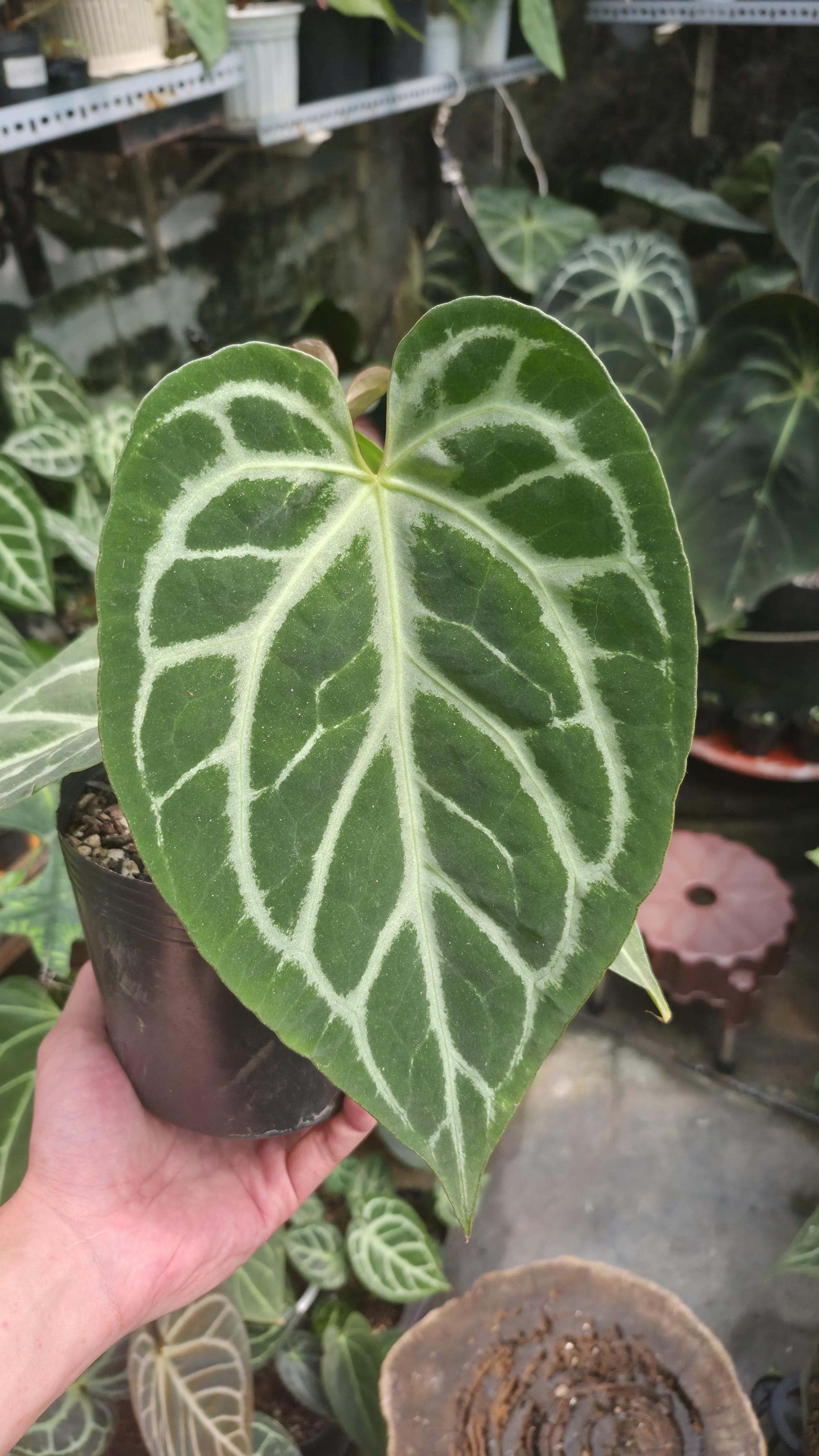 [NV#130928] [~25cm leaf] Anthurium Hybrid