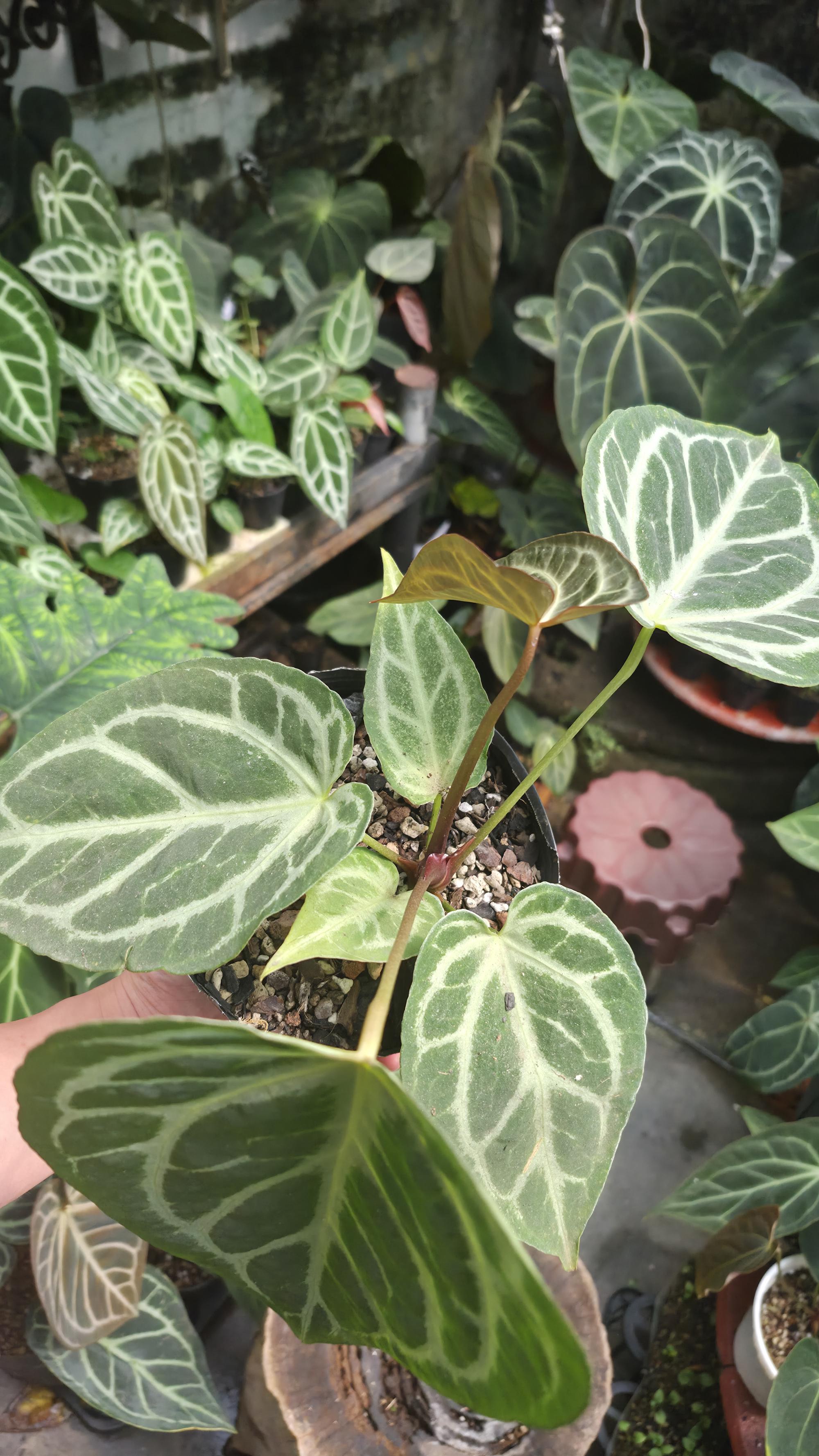 [NV#130928] [~25cm leaf] Anthurium Hybrid