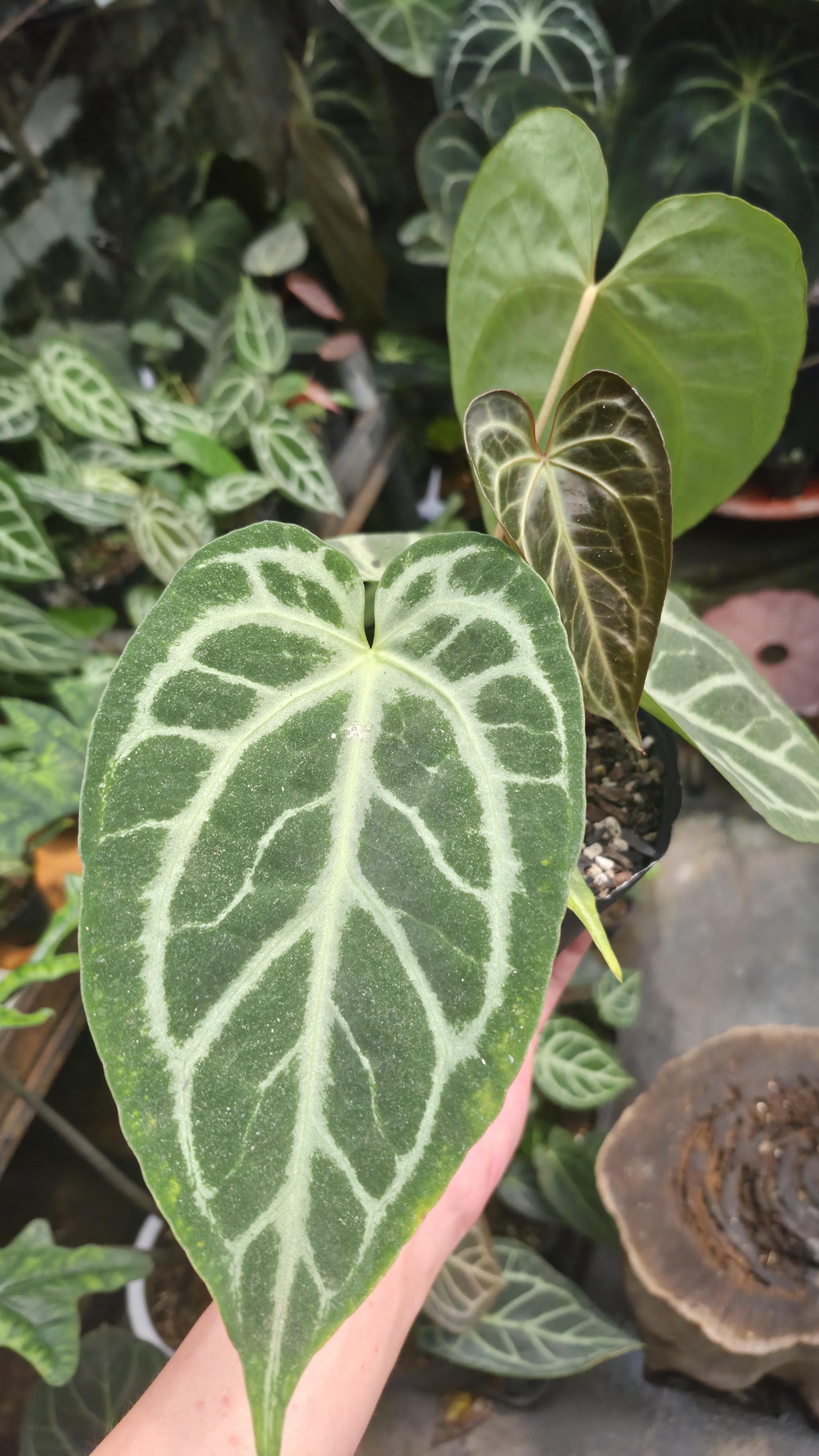 [NV#130928] [~25cm leaf] Anthurium Hybrid