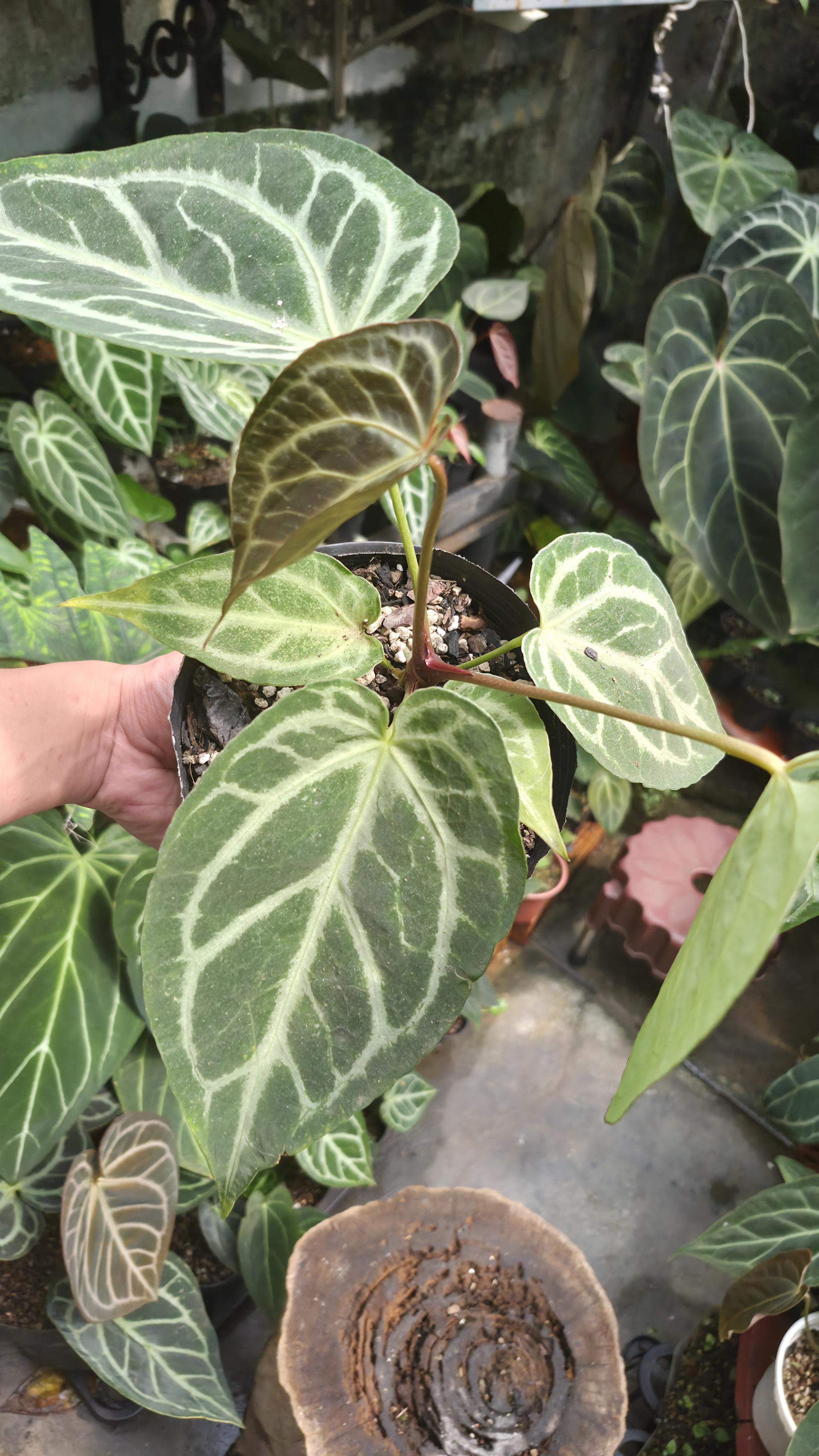 [NV#130928] [~25cm leaf] Anthurium Hybrid