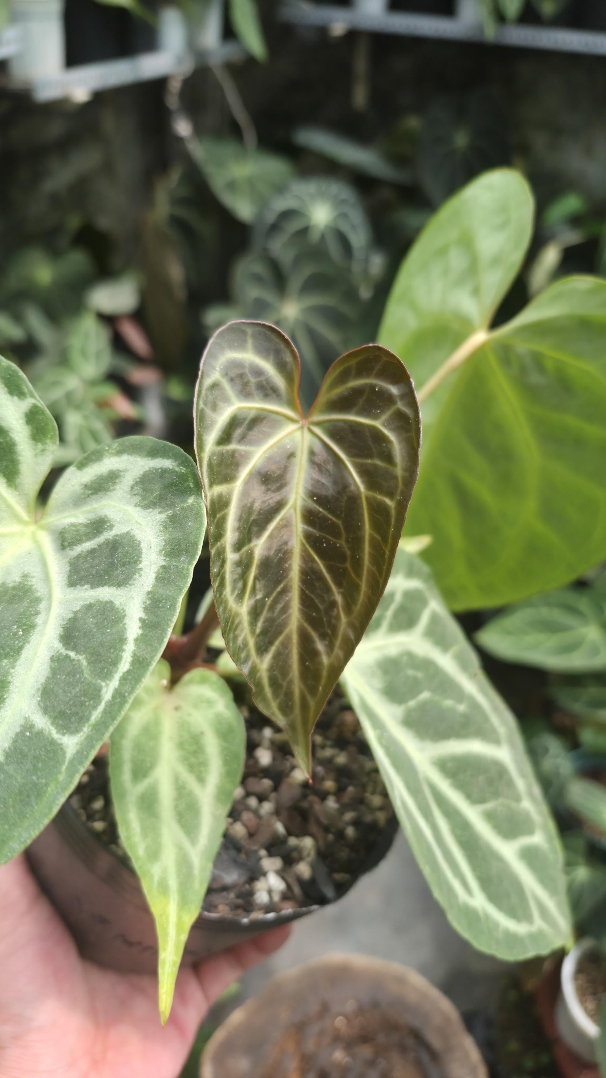 [NV#130928] [~25cm leaf] Anthurium Hybrid