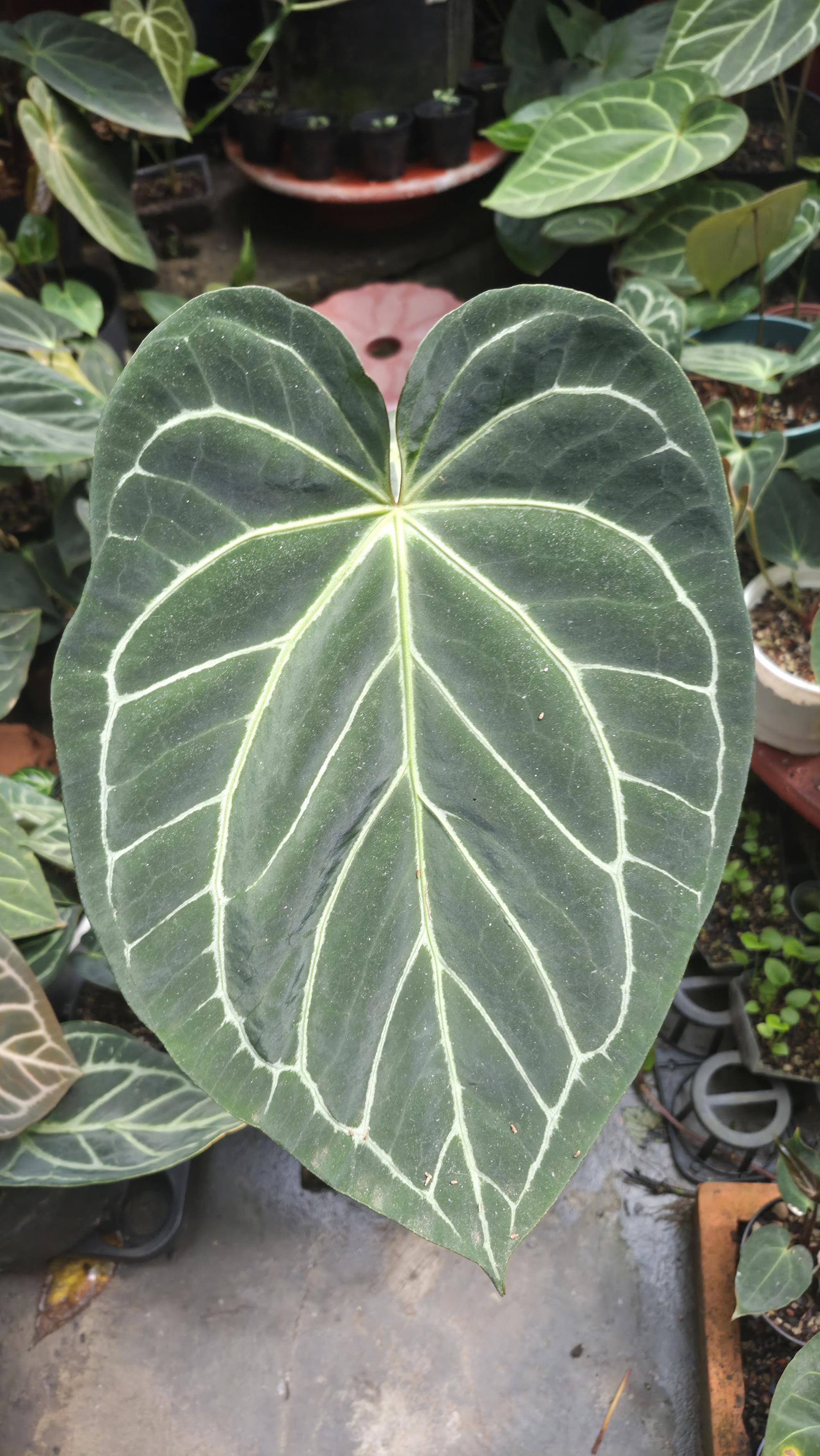 [NV#130929] [~30 cm leaf] Anthurium Hybrid
