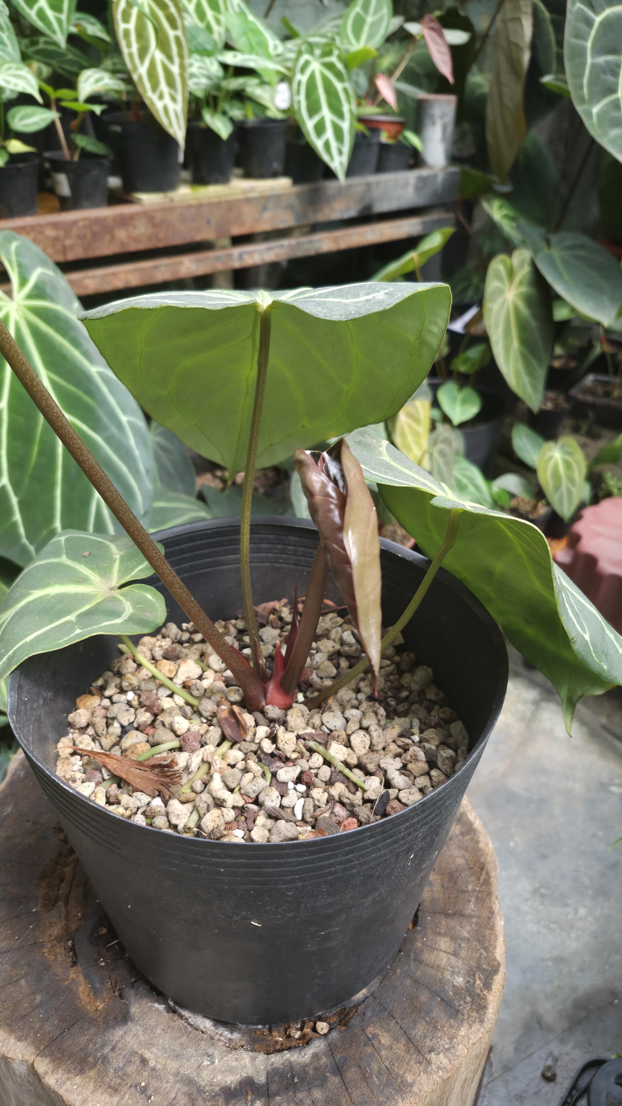 [NV#130929] [~30 cm leaf] Anthurium Hybrid