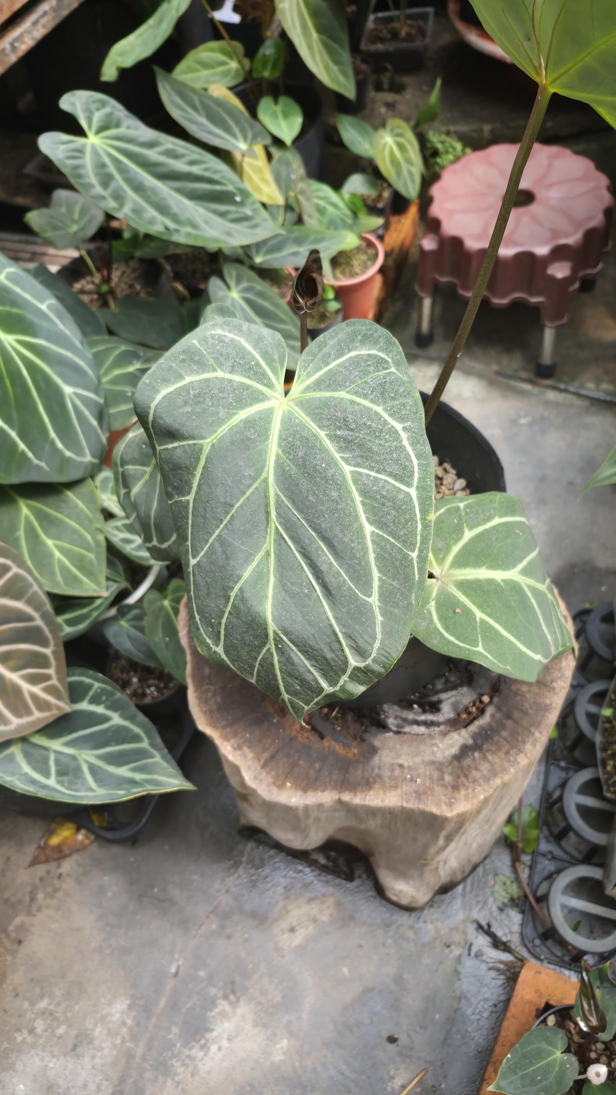 [NV#130929] [~30 cm leaf] Anthurium Hybrid