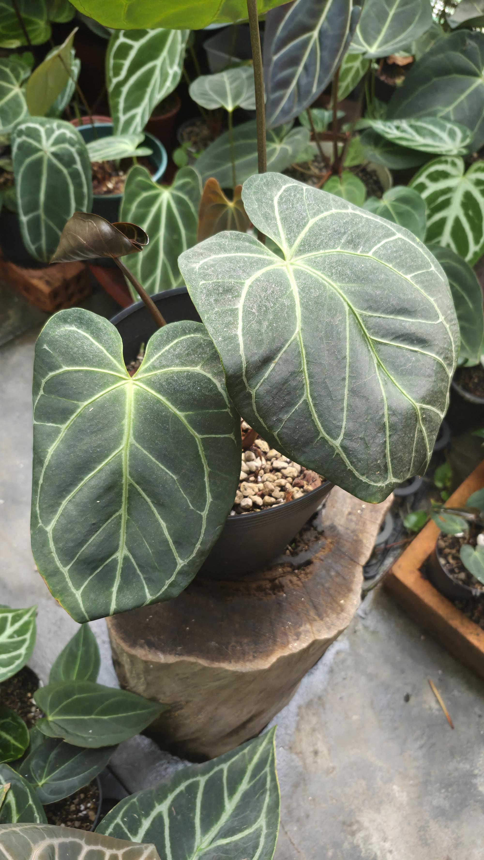 [NV#130929] [~30 cm leaf] Anthurium Hybrid