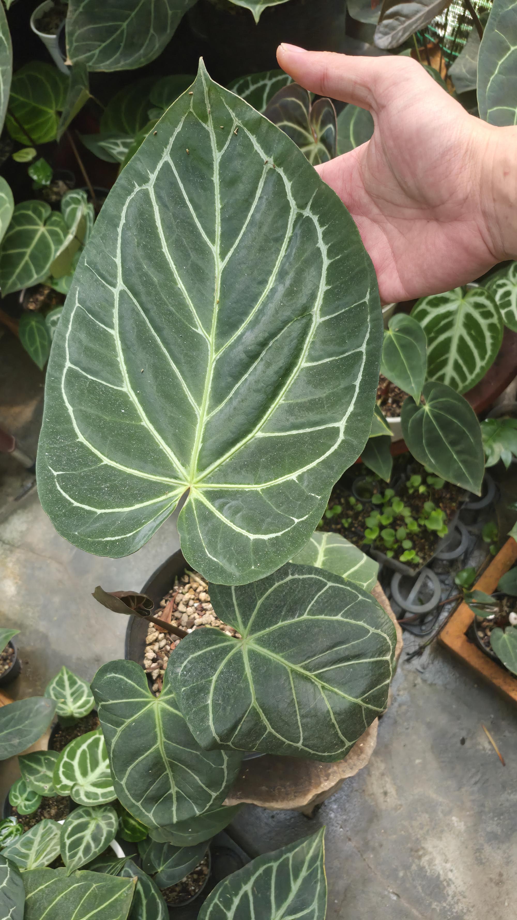 [NV#130929] [~30 cm leaf] Anthurium Hybrid