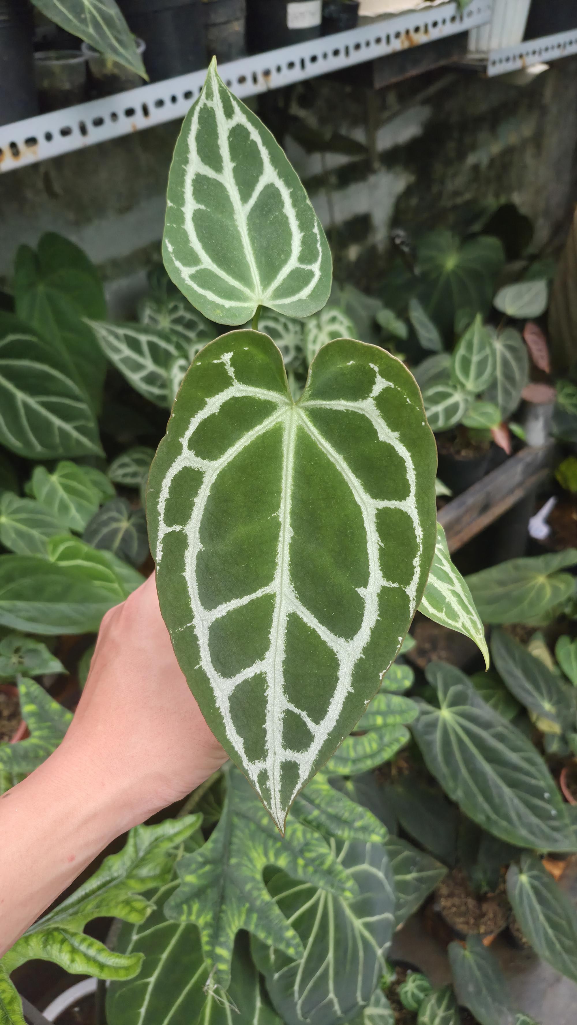 [NV#130932] [~19 cm leaf] Anthurium Crystal Hybrid