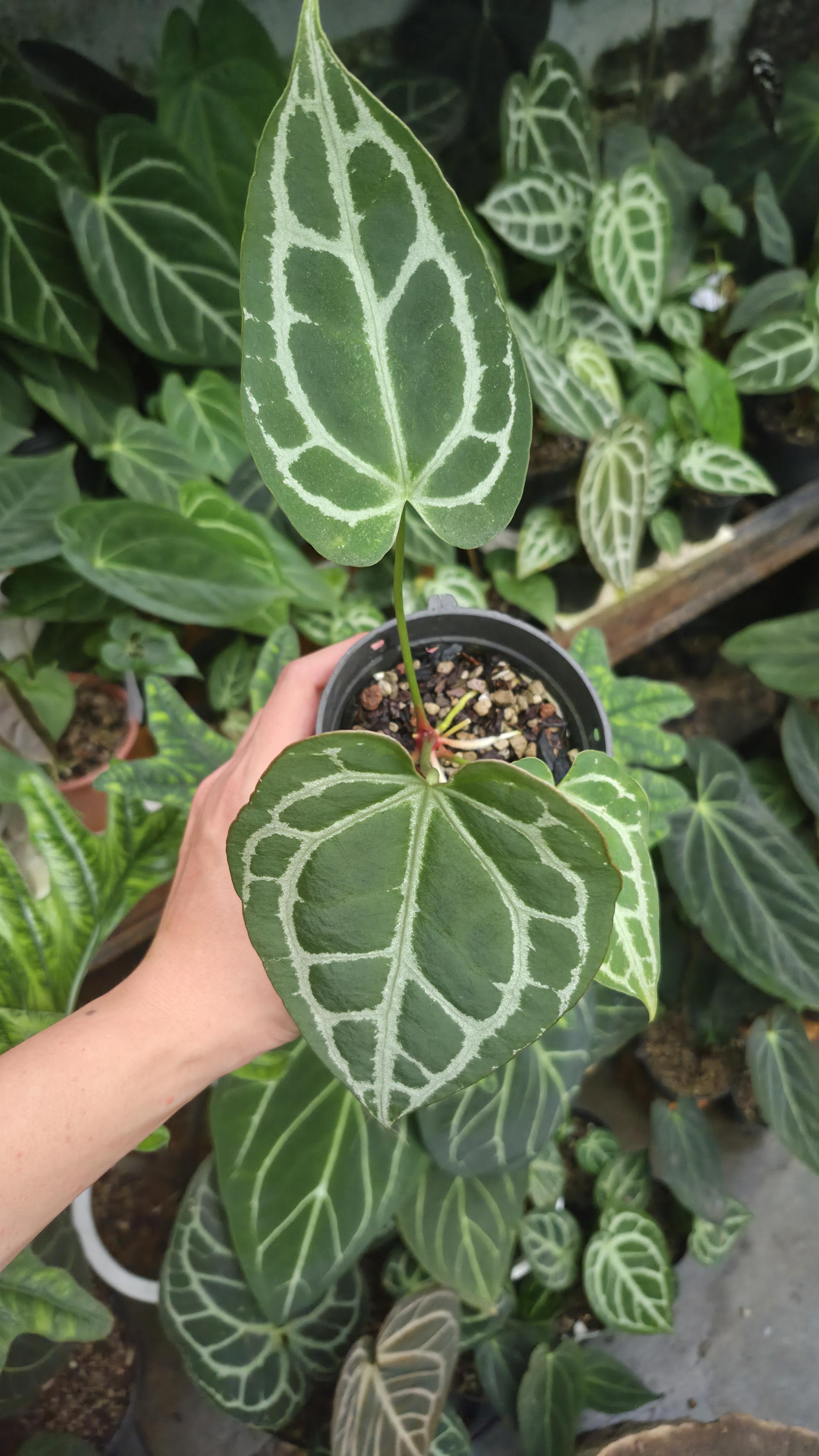 [NV#130932] [~19 cm leaf] Anthurium Crystal Hybrid