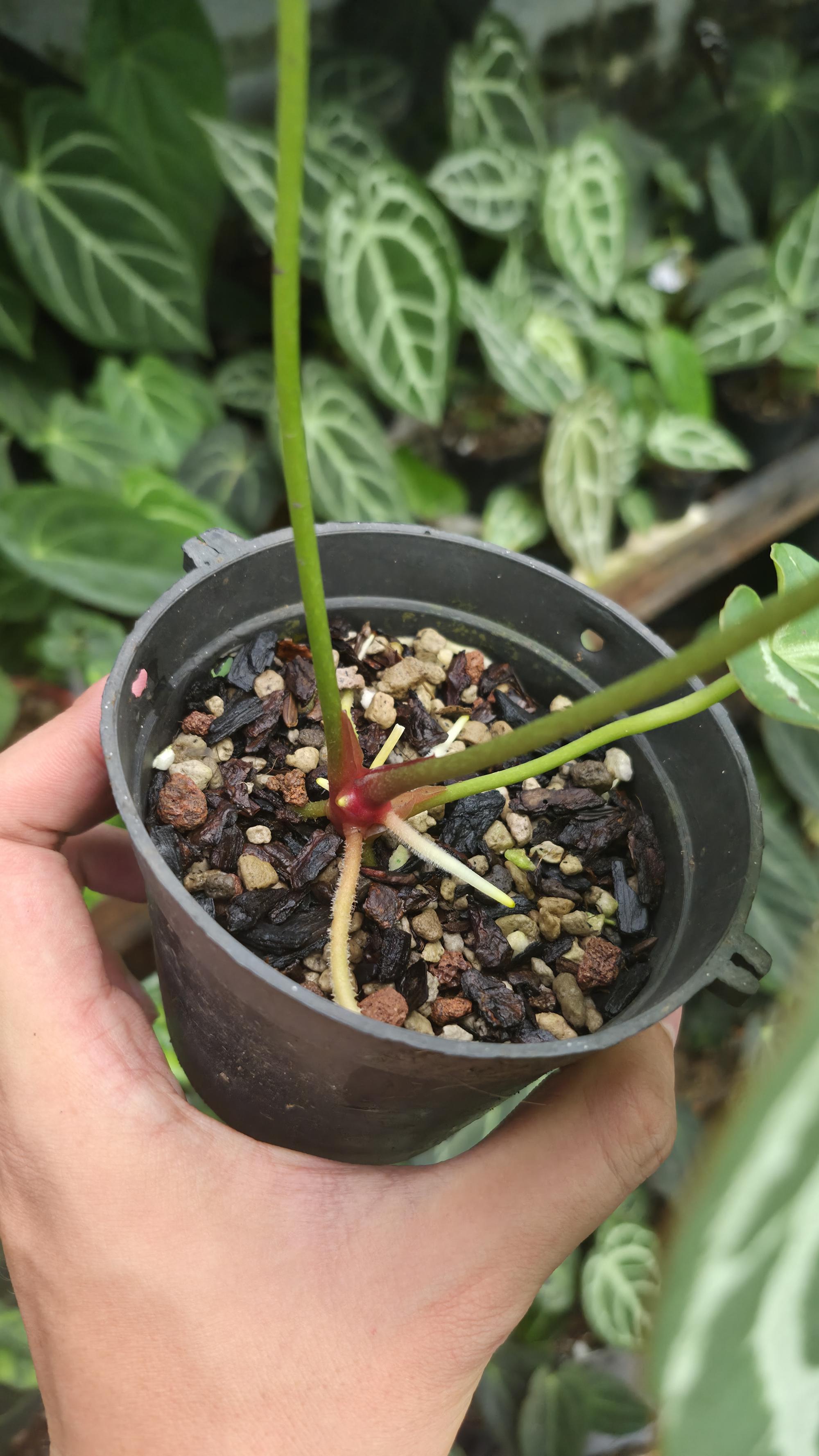 [NV#130932] [~19 cm leaf] Anthurium Crystal Hybrid
