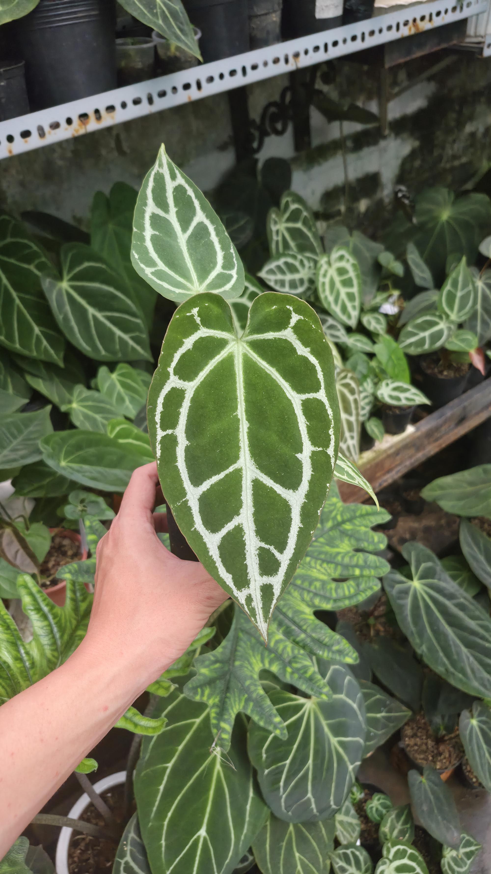 [NV#130932] [~19 cm leaf] Anthurium Crystal Hybrid