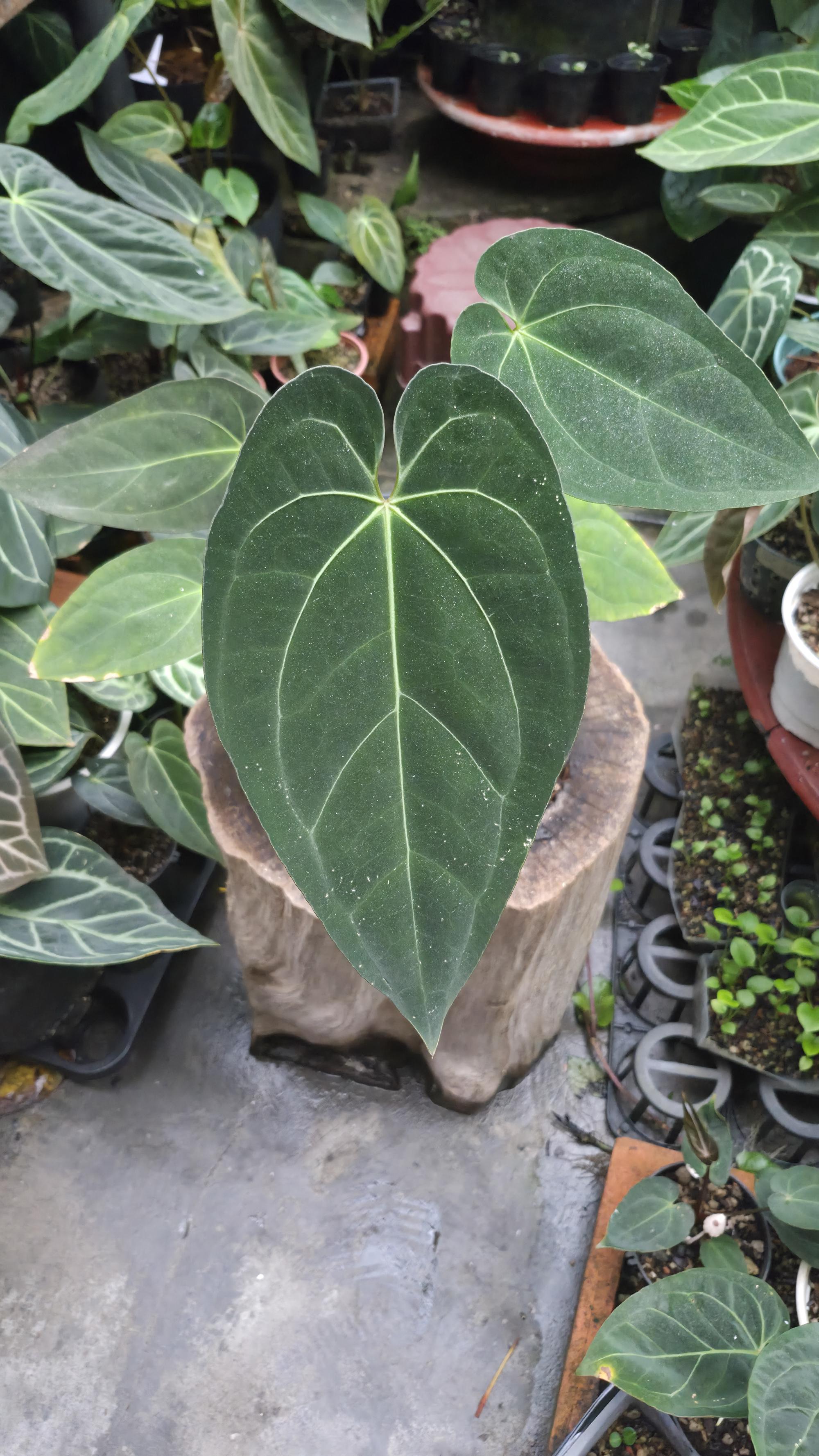 [NV#130933] [~24 cm leaf] Anthurium AOS x Pap