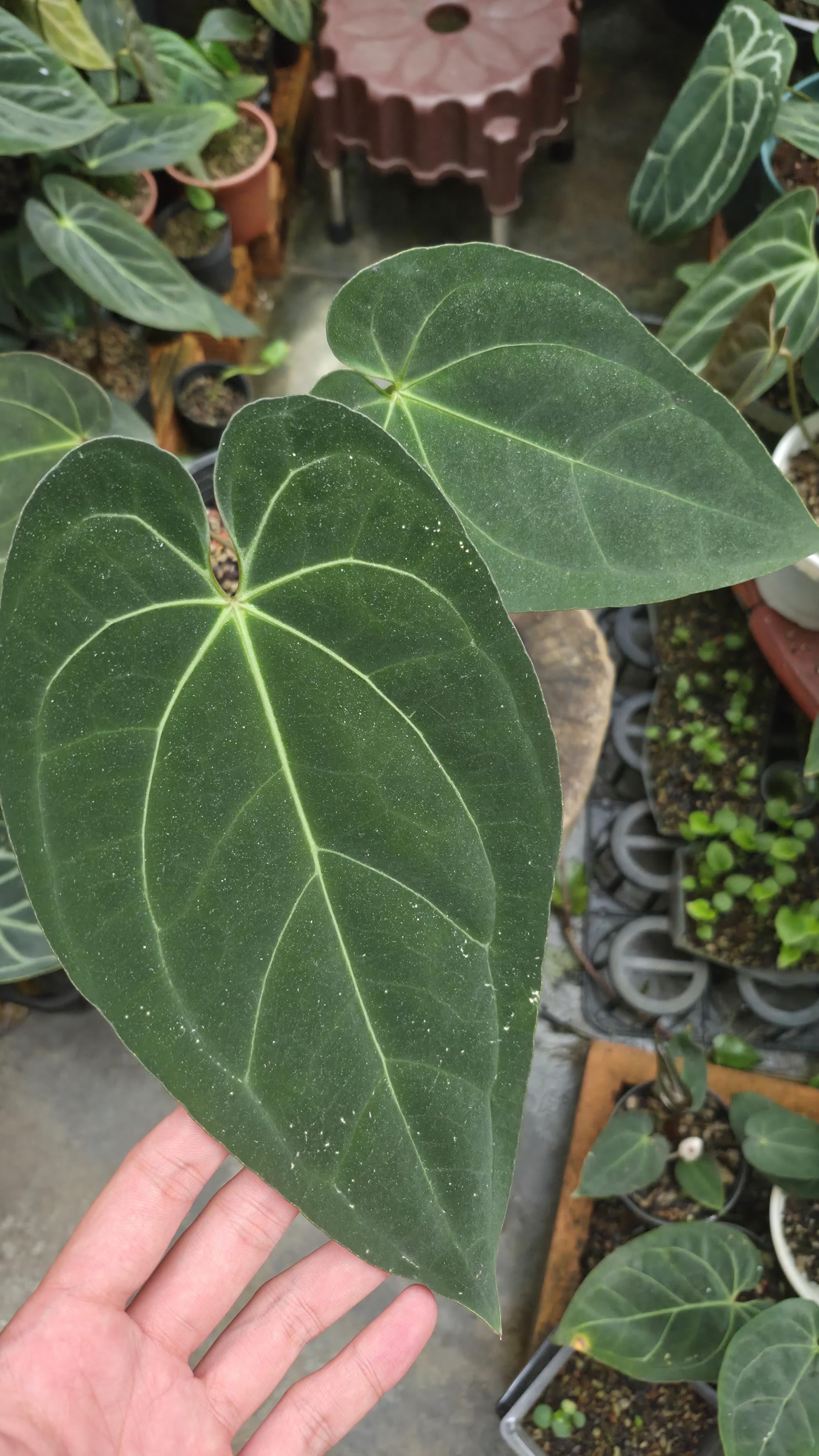 [NV#130933] [~24 cm leaf] Anthurium AOS x Pap