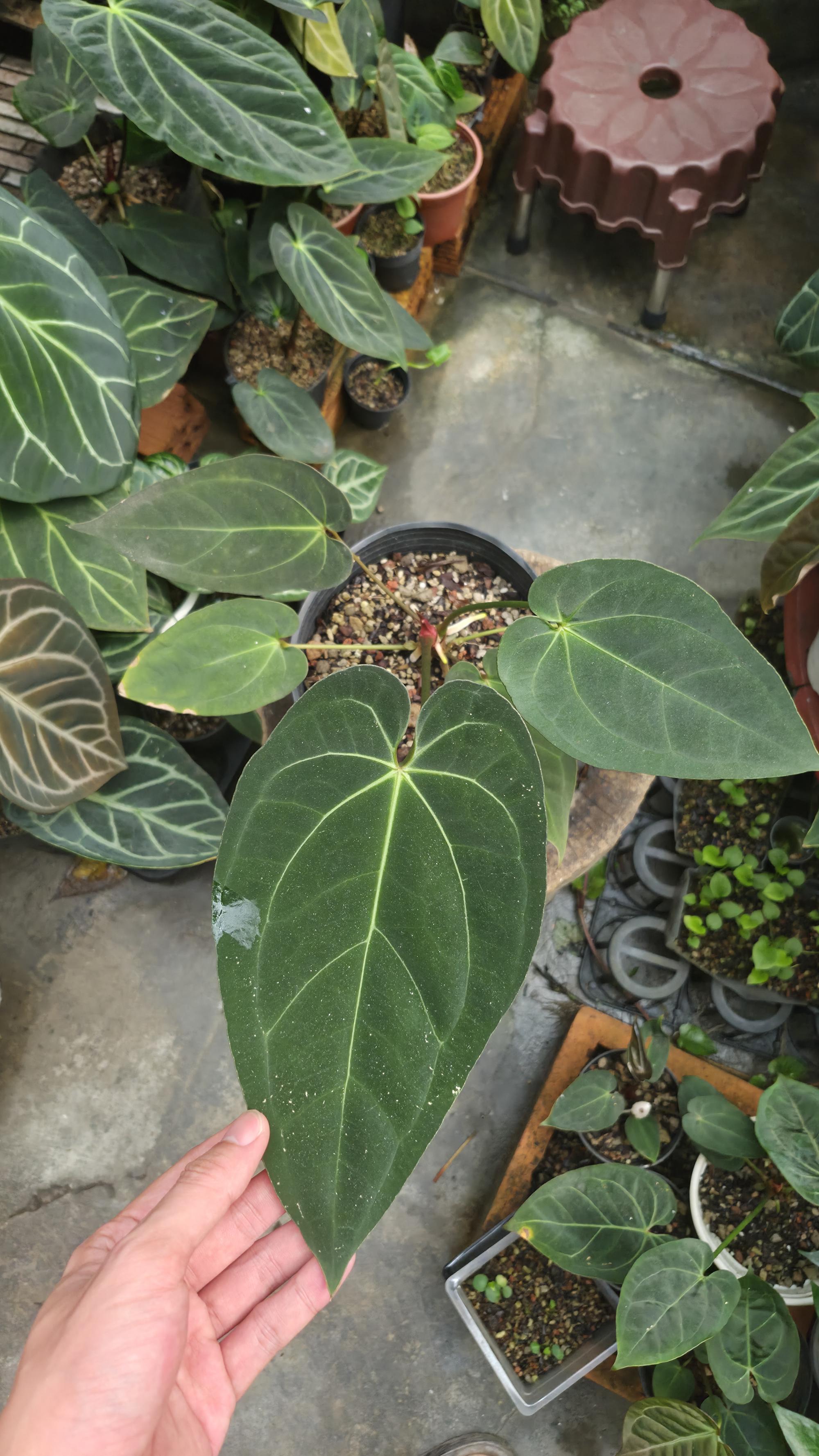 [NV#130933] [~24 cm leaf] Anthurium AOS x Pap